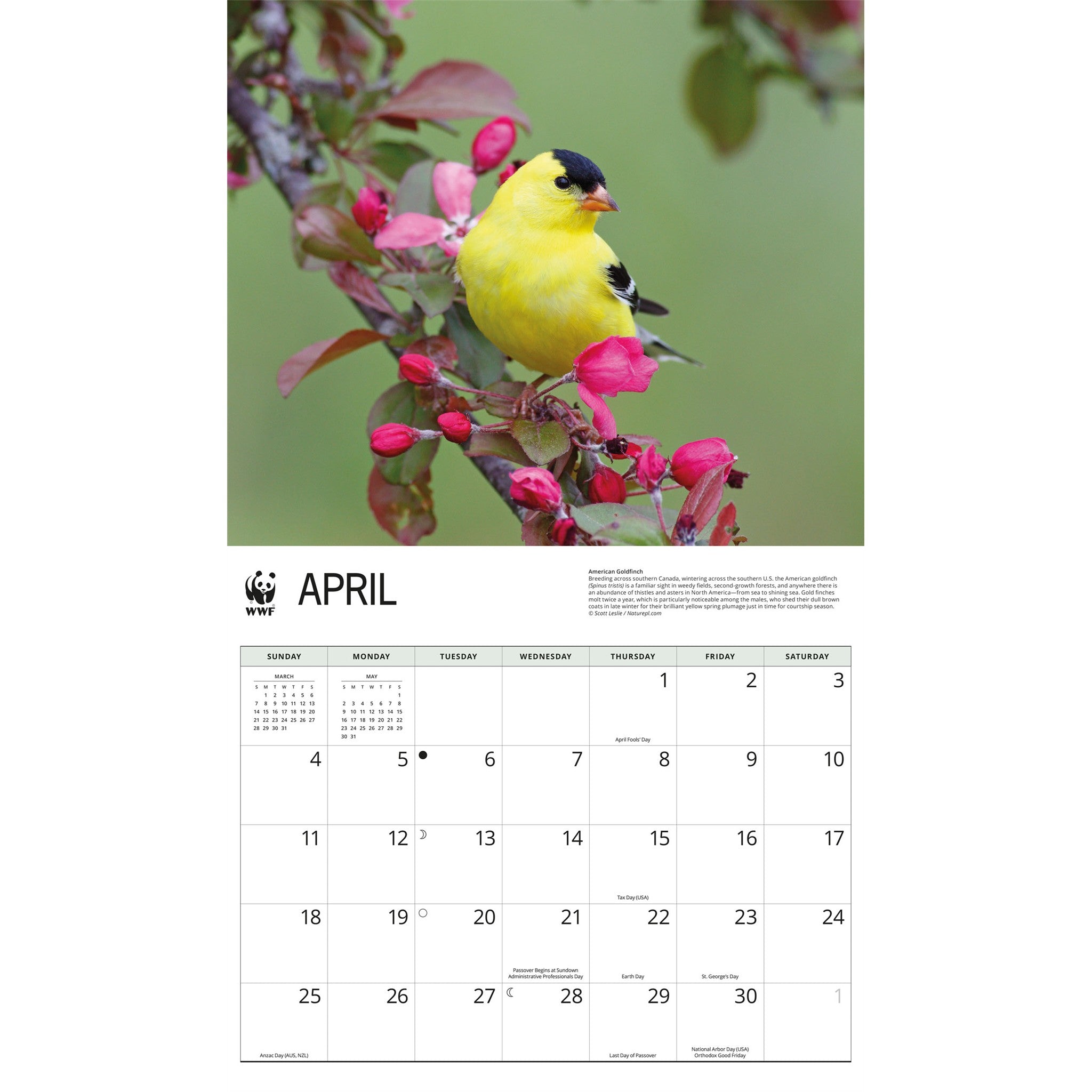 Calendrier mural Oiseaux de jardin 2027 du Fonds mondial pour la nature