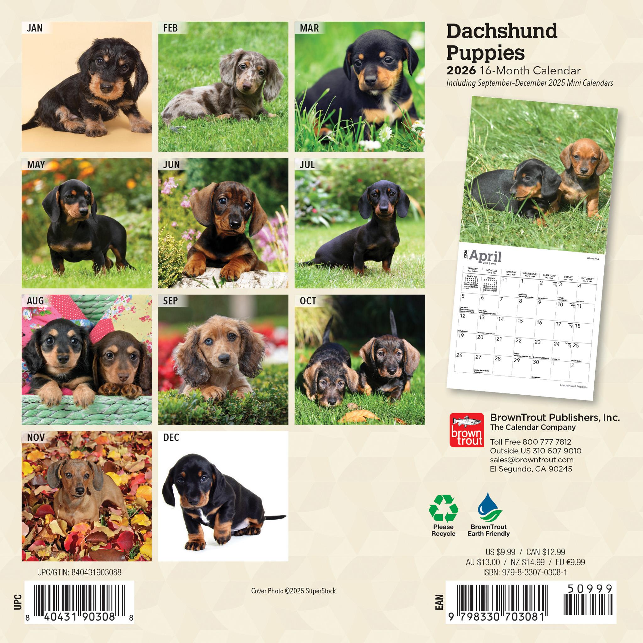 Mini calendrier des chiots teckels 2026