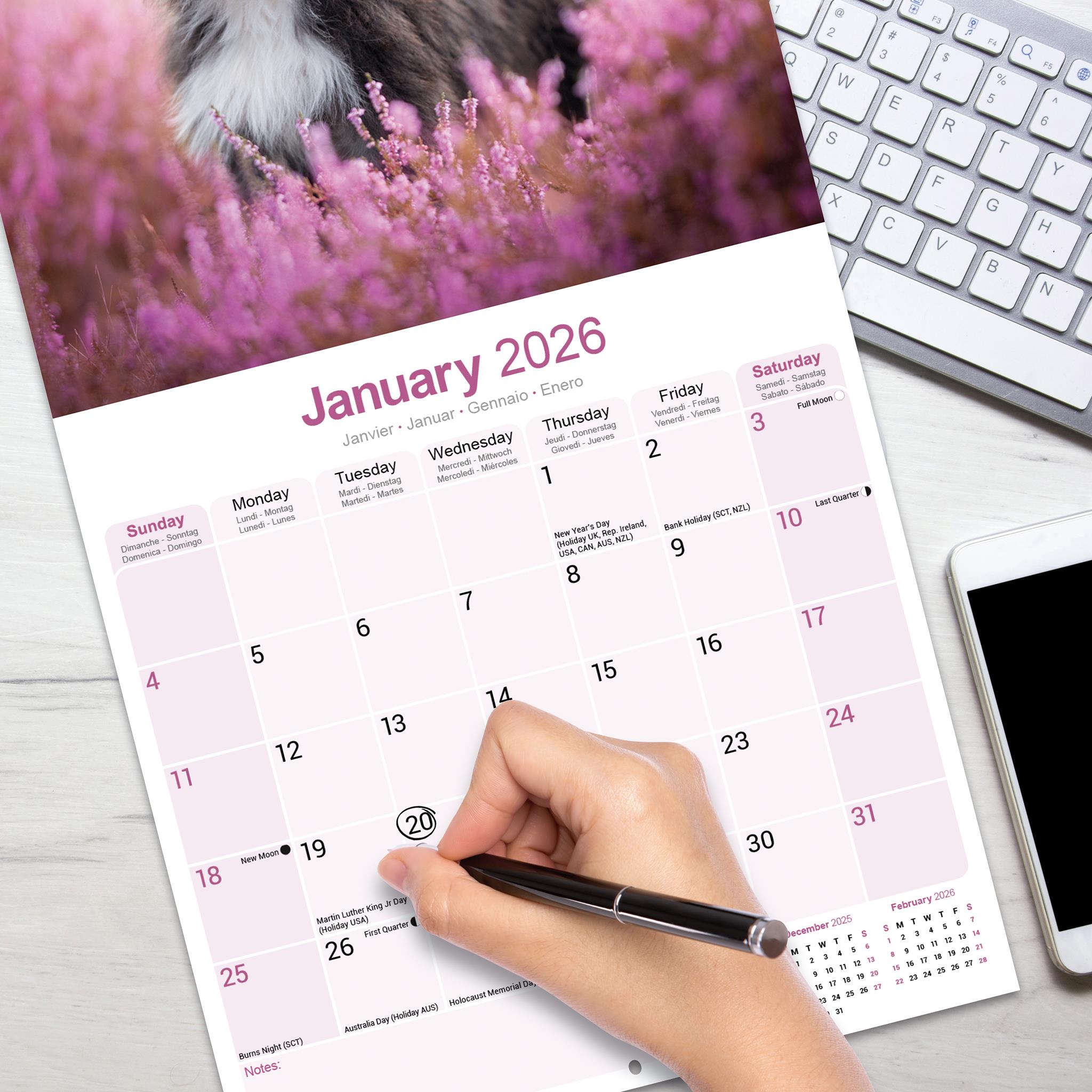 Bearded Collie Wall 2026 Calendar