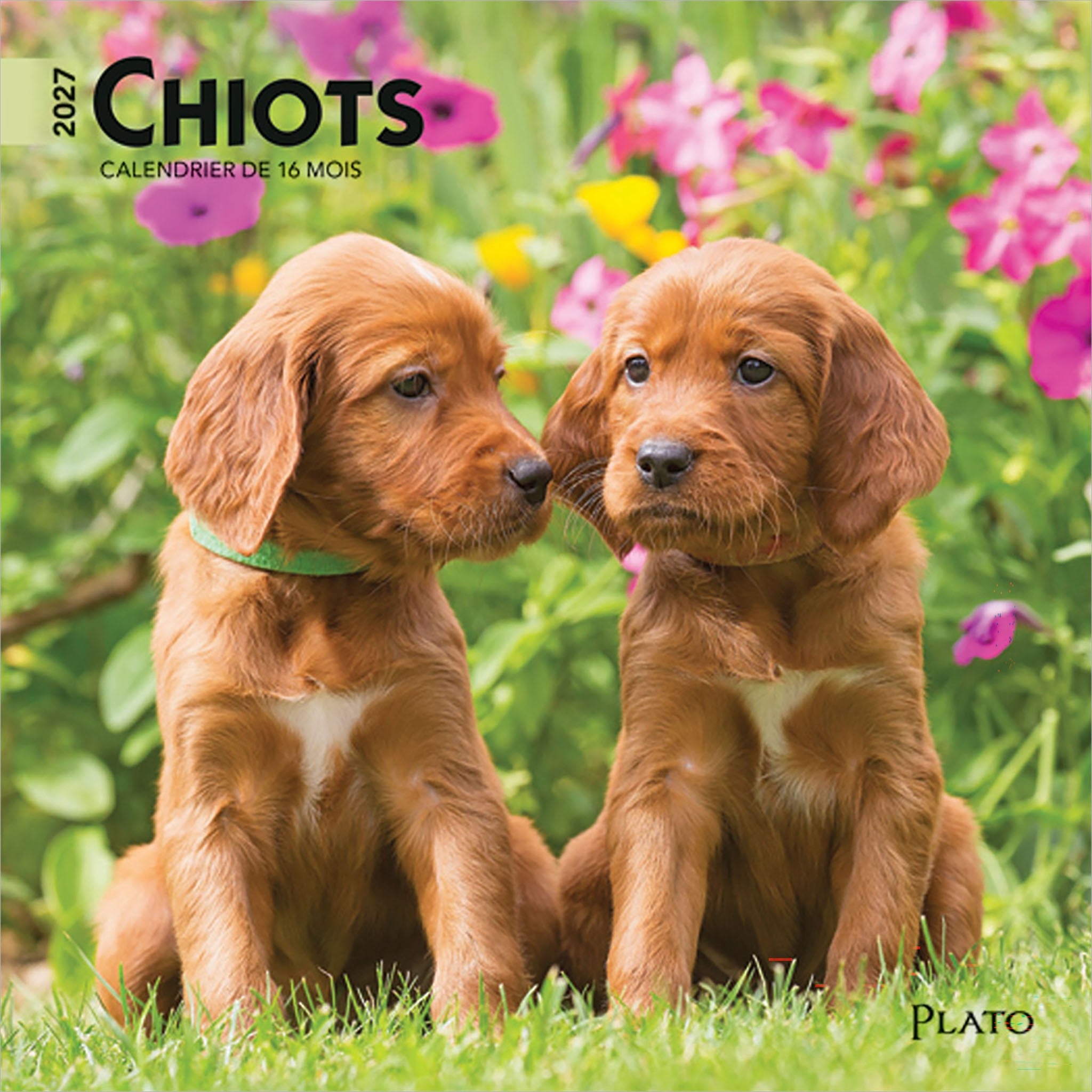 Chiots 2027 Mini Calendar (French)
