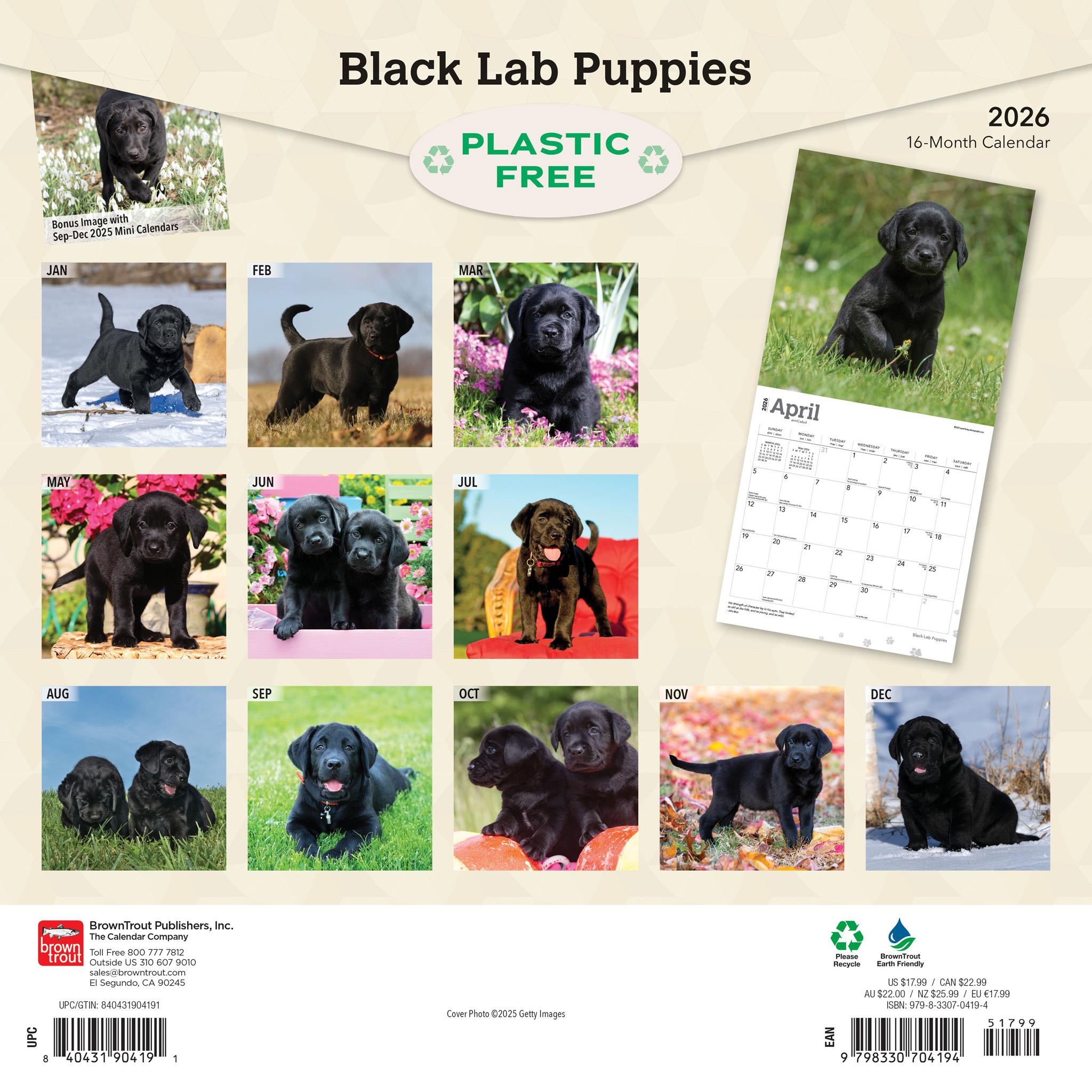 Calendrier mural 2026 des chiots Labrador noirs