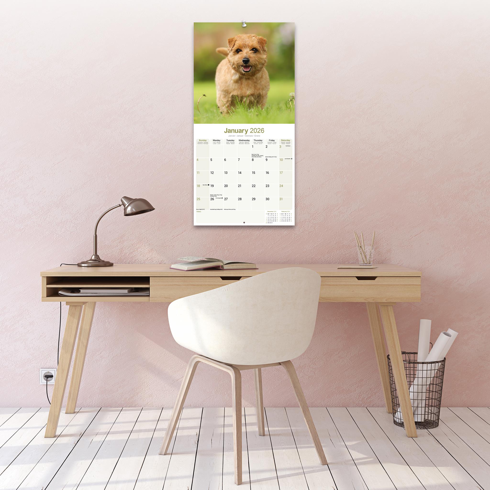 Calendrier mural Norwich Norfolk Terrier 2026