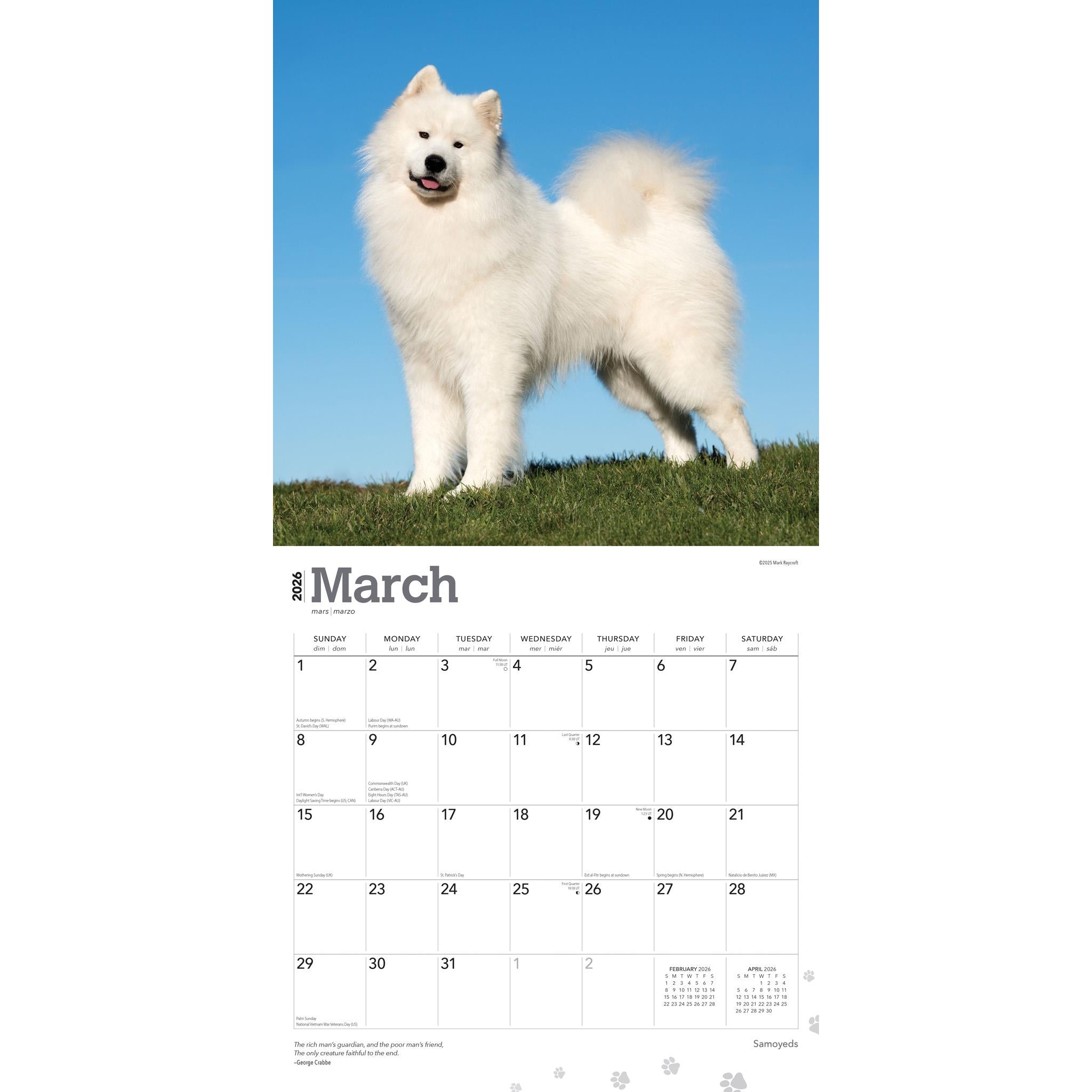 Samoyeds 2026 Wall Calendar