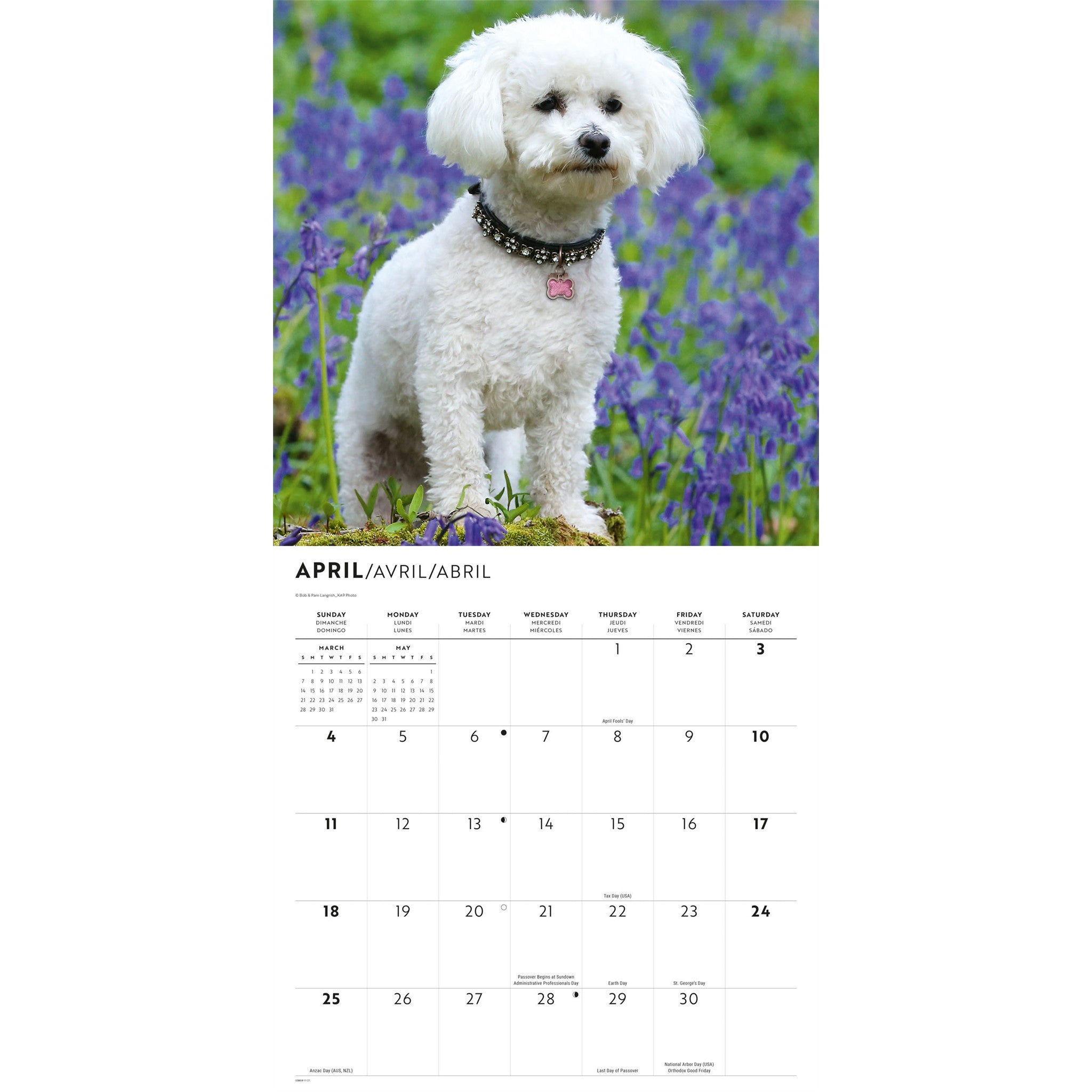 Calendrier mural Bichon frisé 2027
