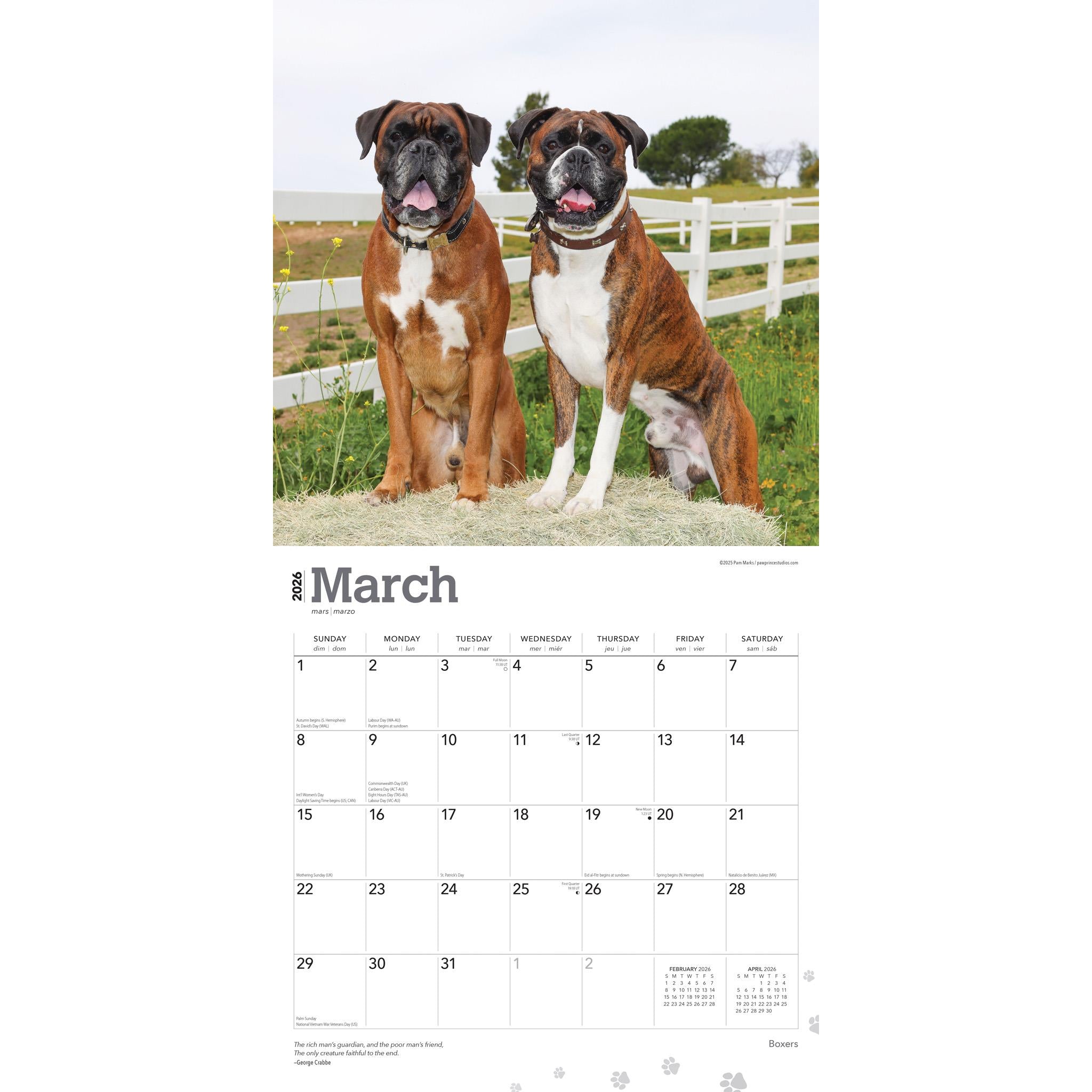 Boxers International 2026 Wall Calendar