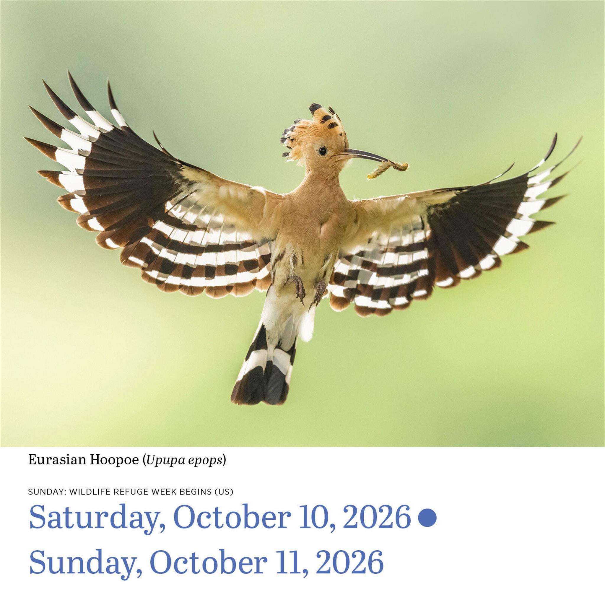 Calendrier des oiseaux d'Audubon 2026