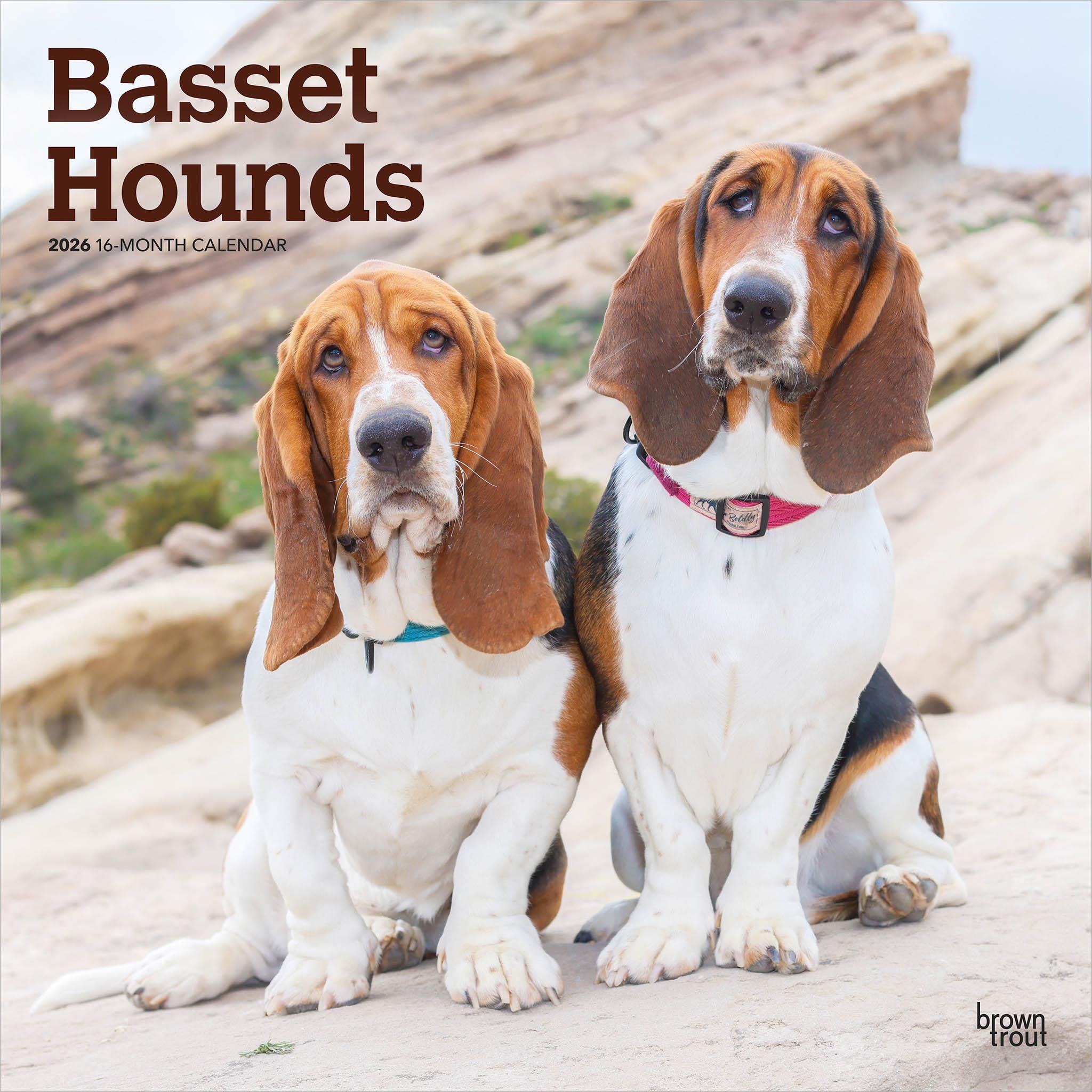 Calendrier mural Basset Hounds 2026