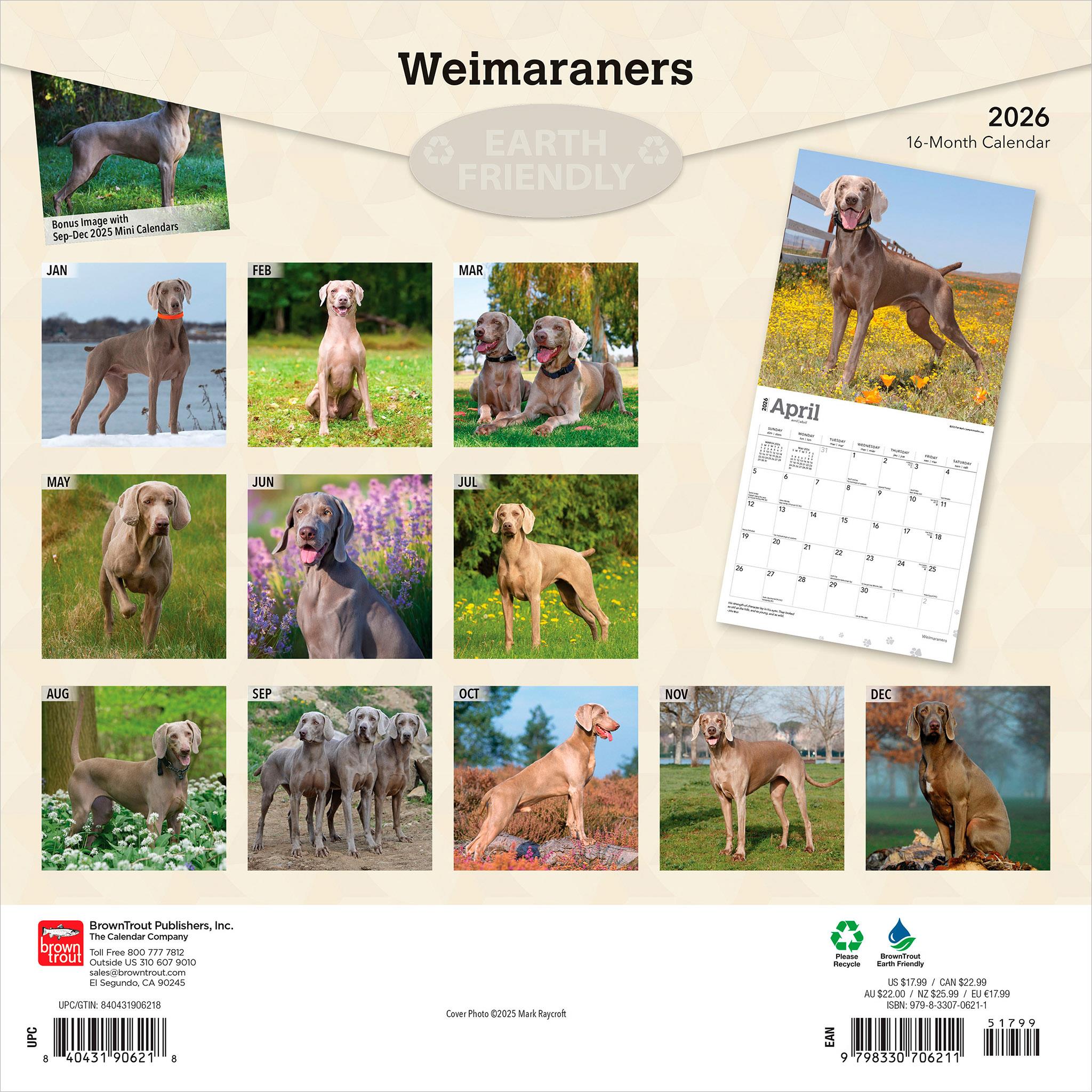 Calendrier mural Weimaraners 2026