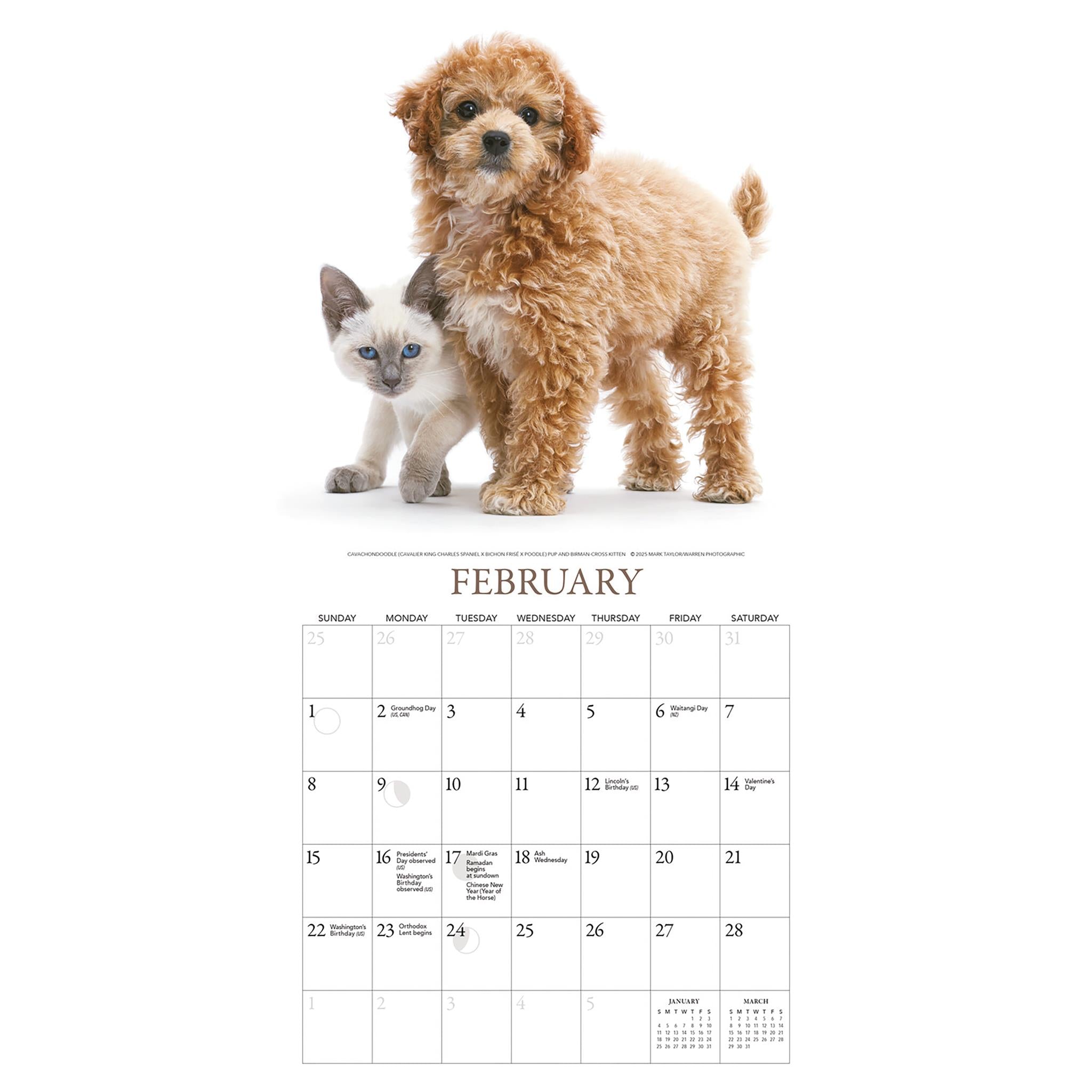 Calendrier miniature Chiots et Amis 2026