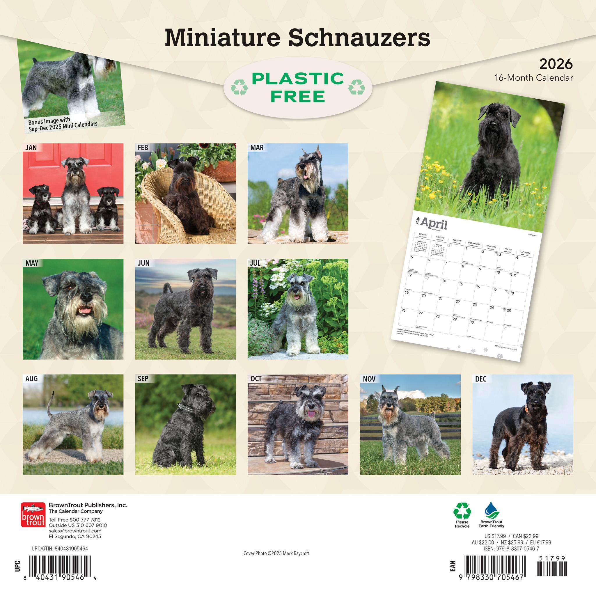 Calendrier mural Schnauzers miniatures 2026