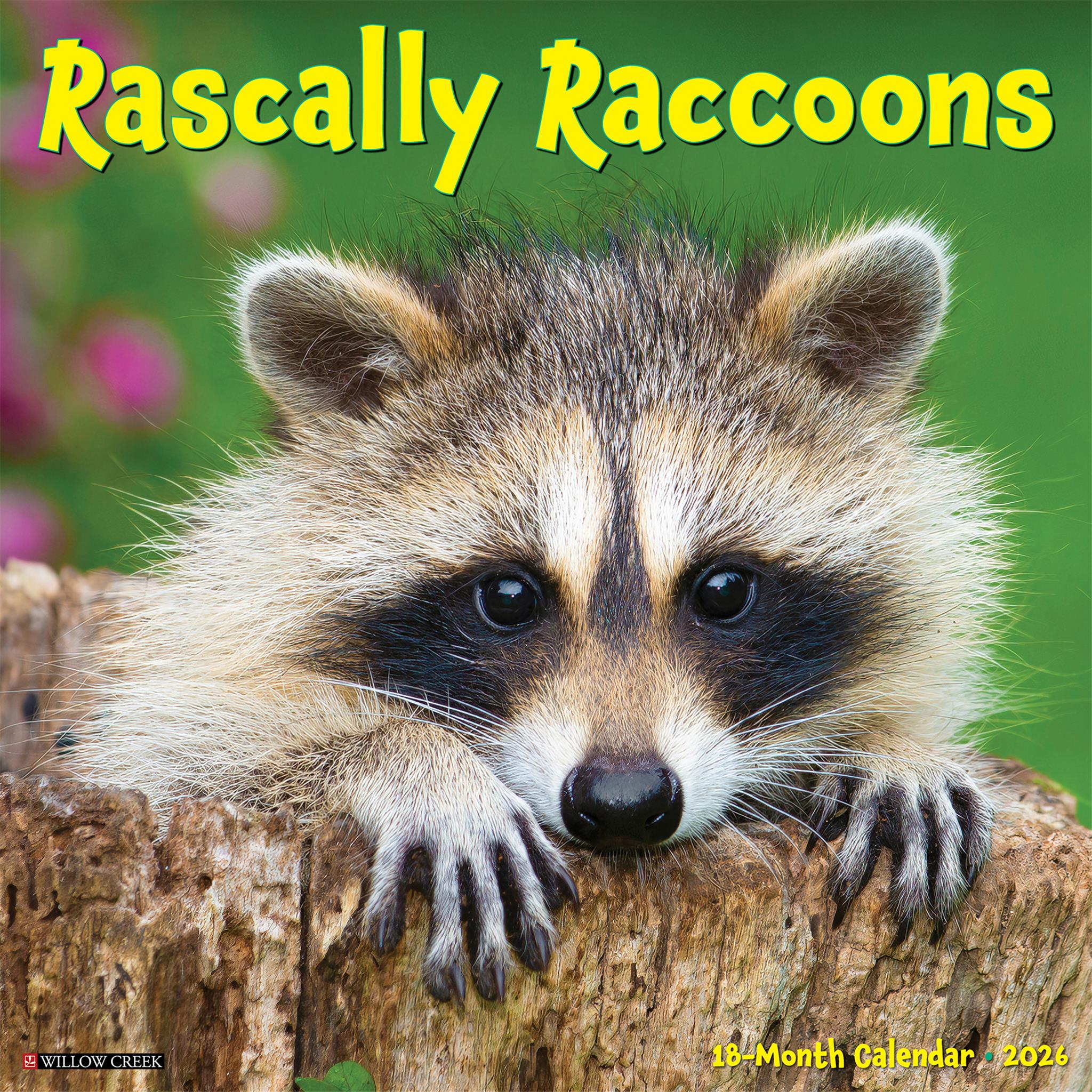 Calendrier mural Rascally Raccoons 2026