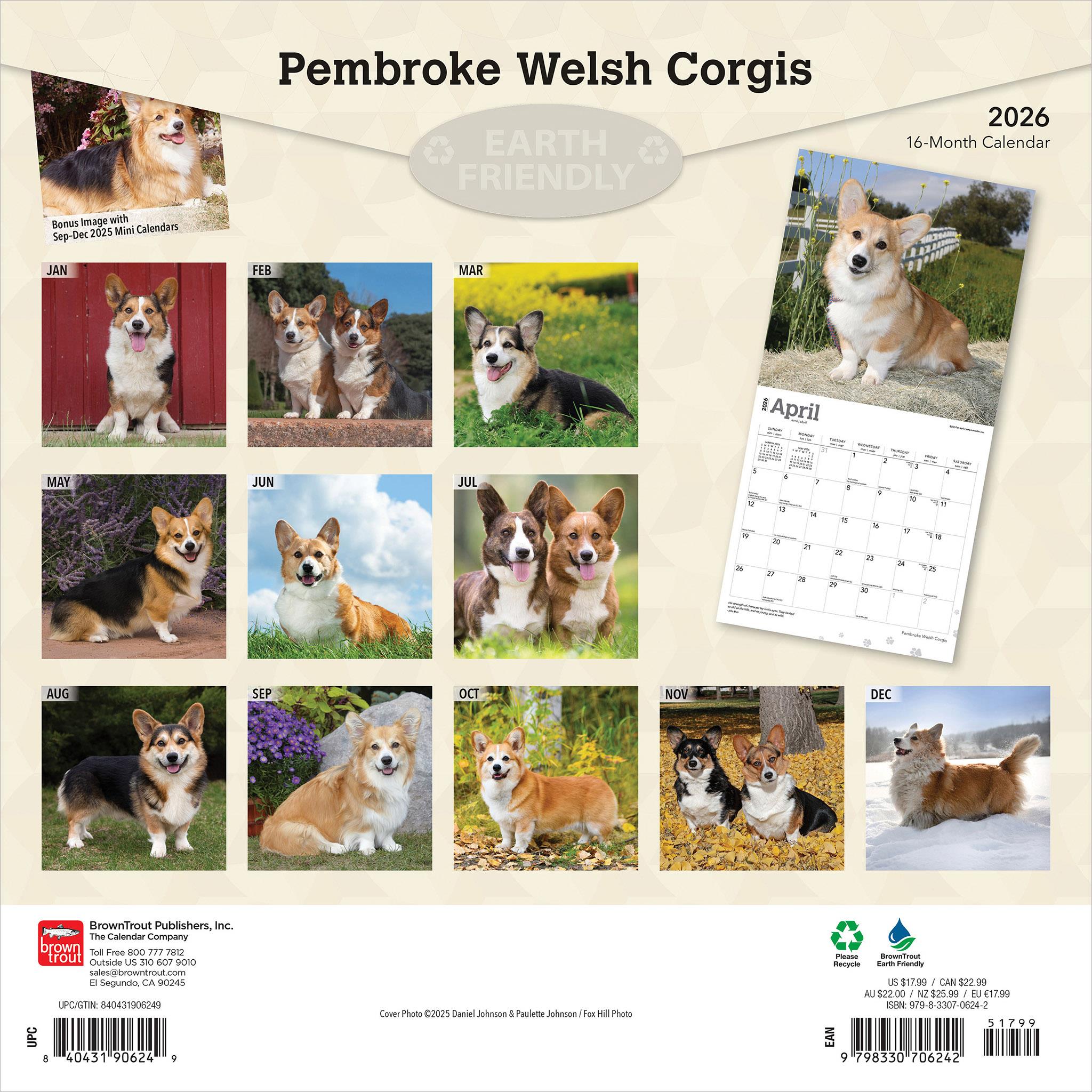 Calendrier mural 2026 Welsh Corgis Pembroke - Disponible uniquement en ligne