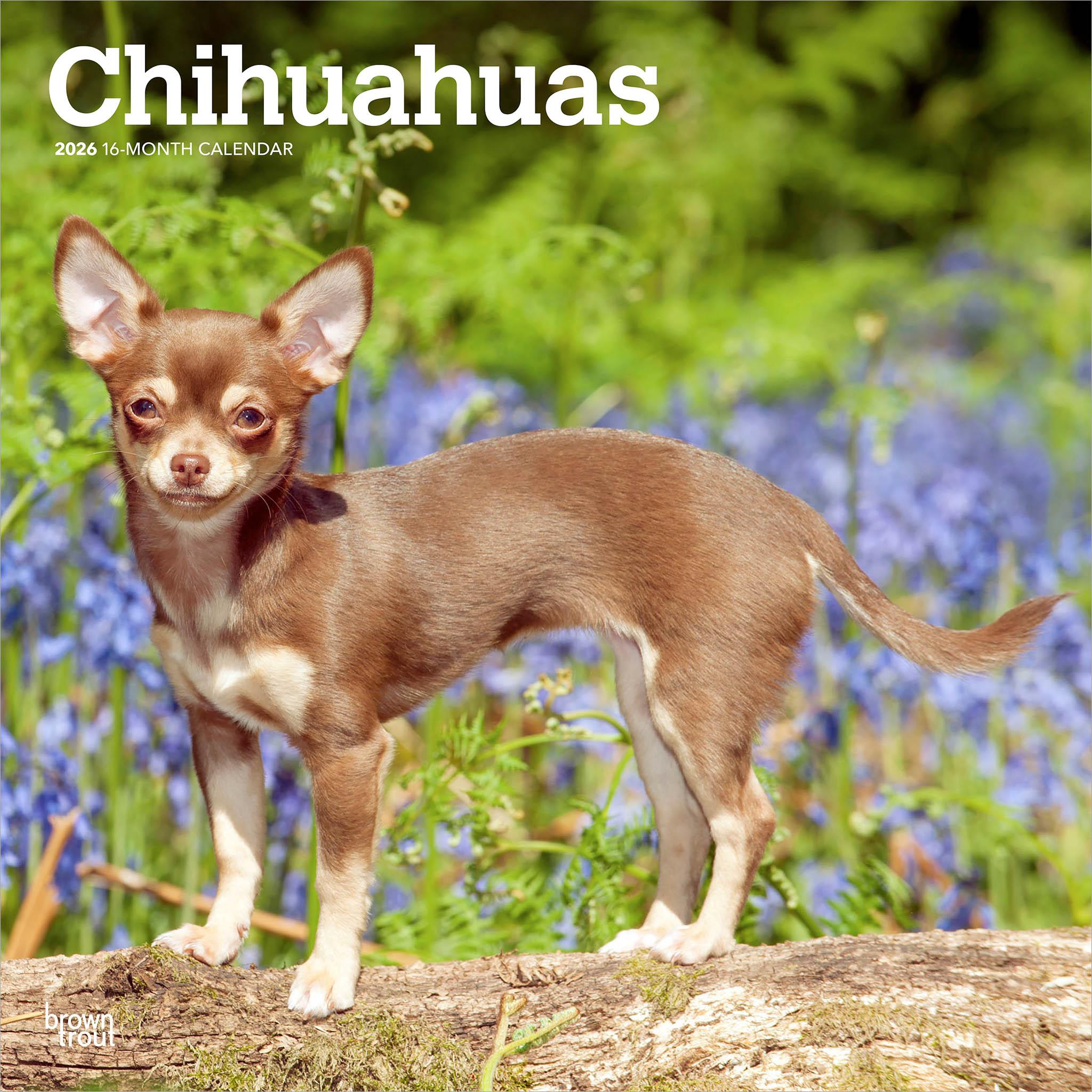 Calendrier mural Chihuahuas 2026