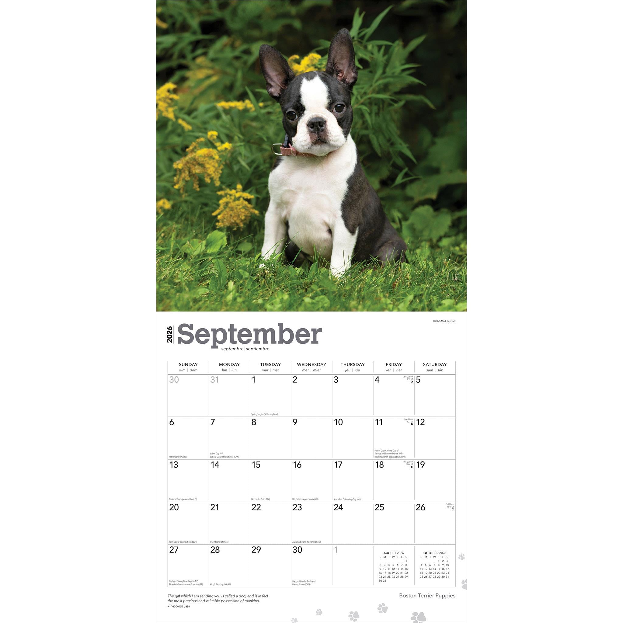 Calendrier mural 2026 des chiots Boston Terrier - Disponible uniquement en ligne