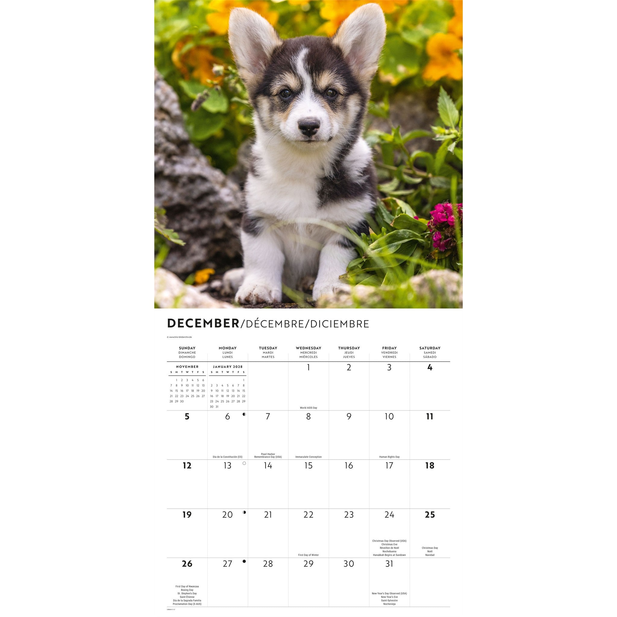Calendrier mural chiots Corgi 2027