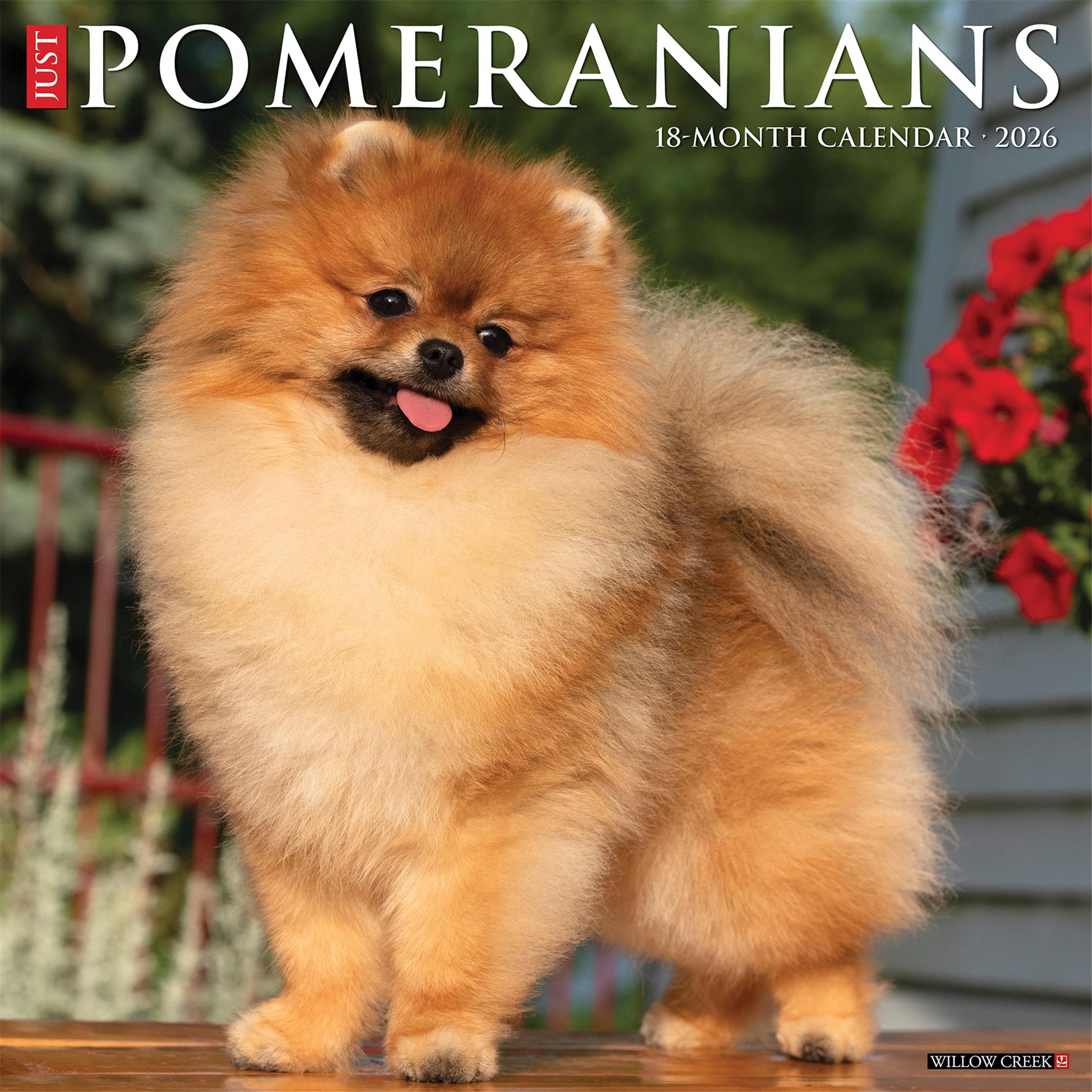Calendrier mural Just Pomeranians 2026