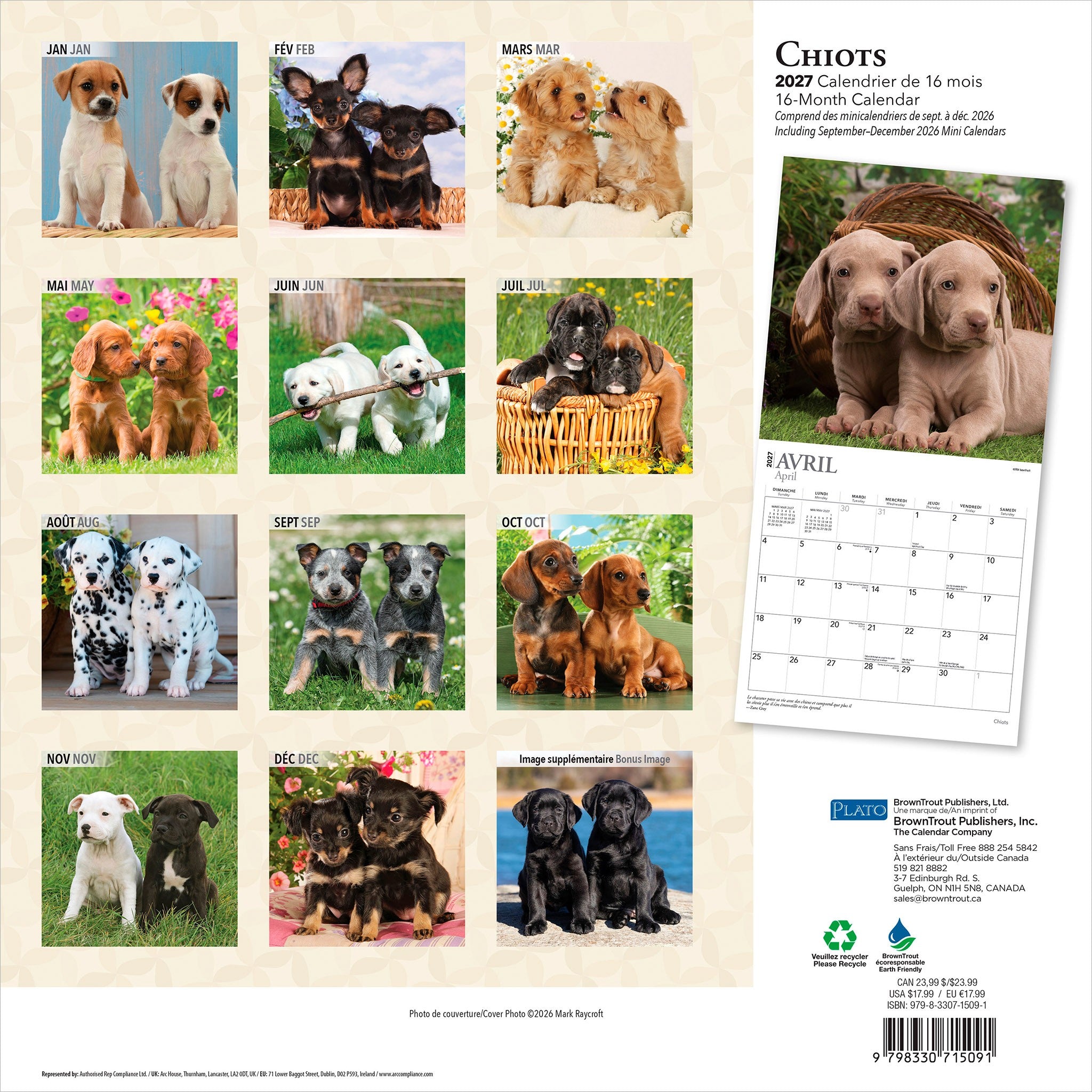 Chiots 2027 Wall Calendar (French)
