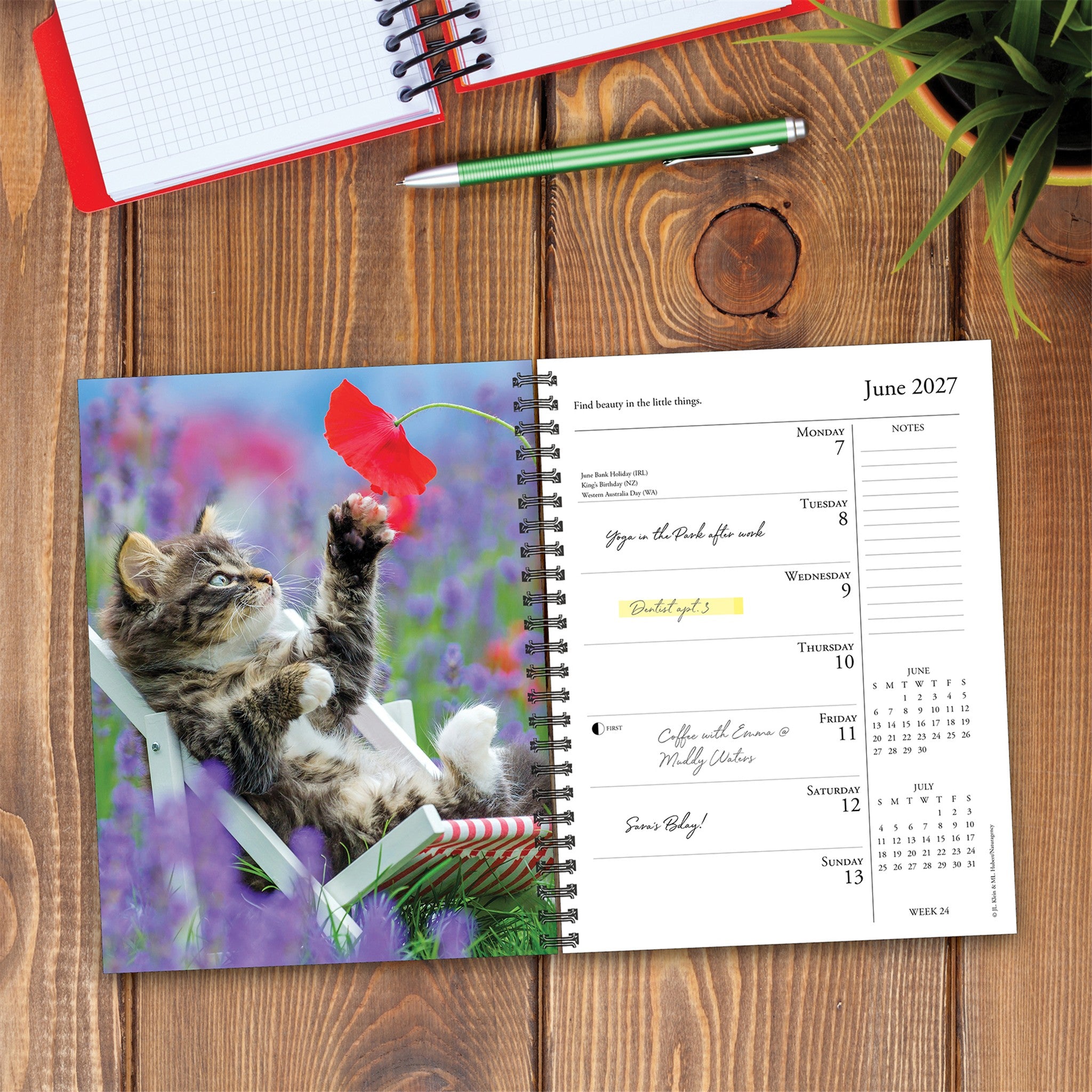 What Cats Teach Us 2027 Engagement Calendar