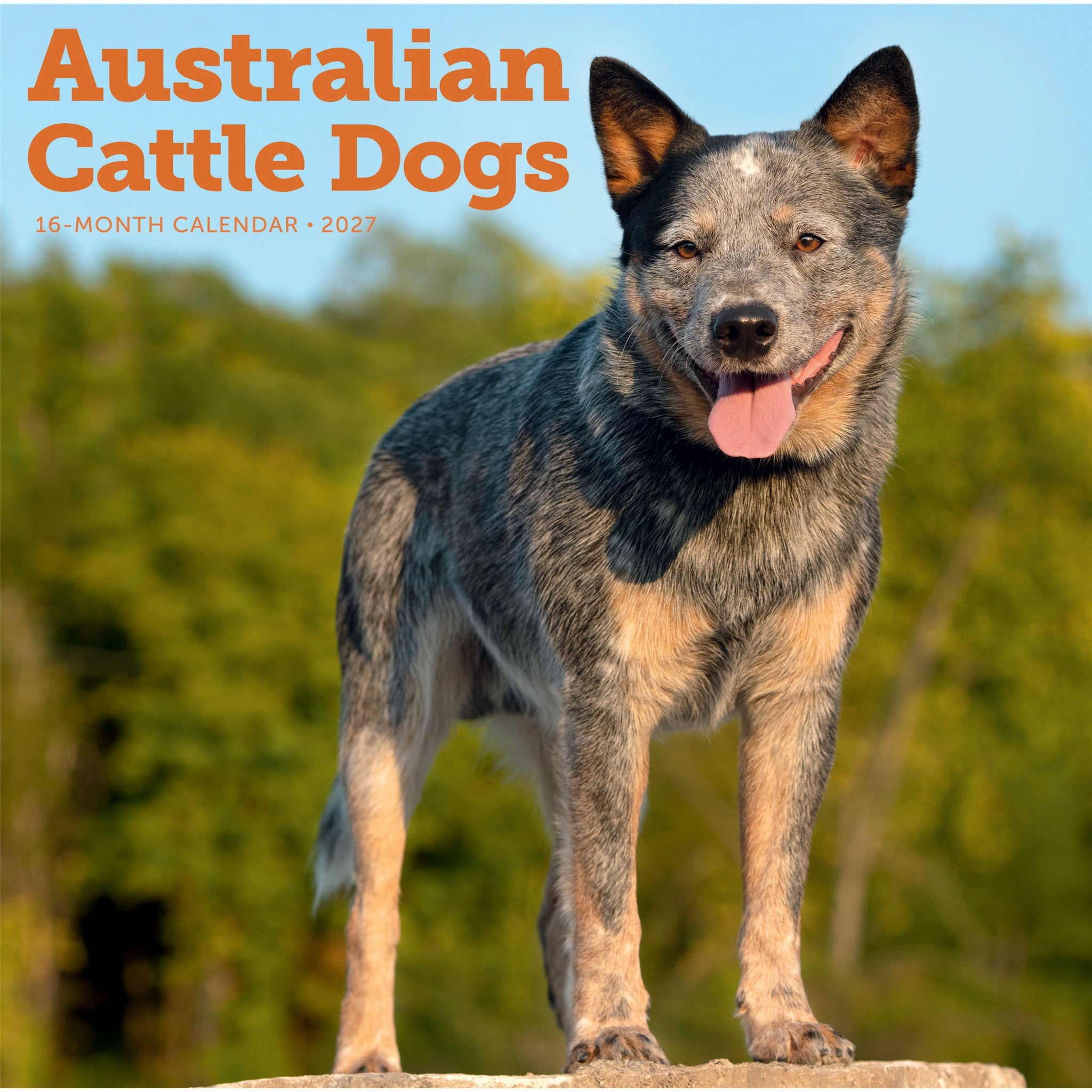 Calendrier mural 2027 Chien de bouvier australien