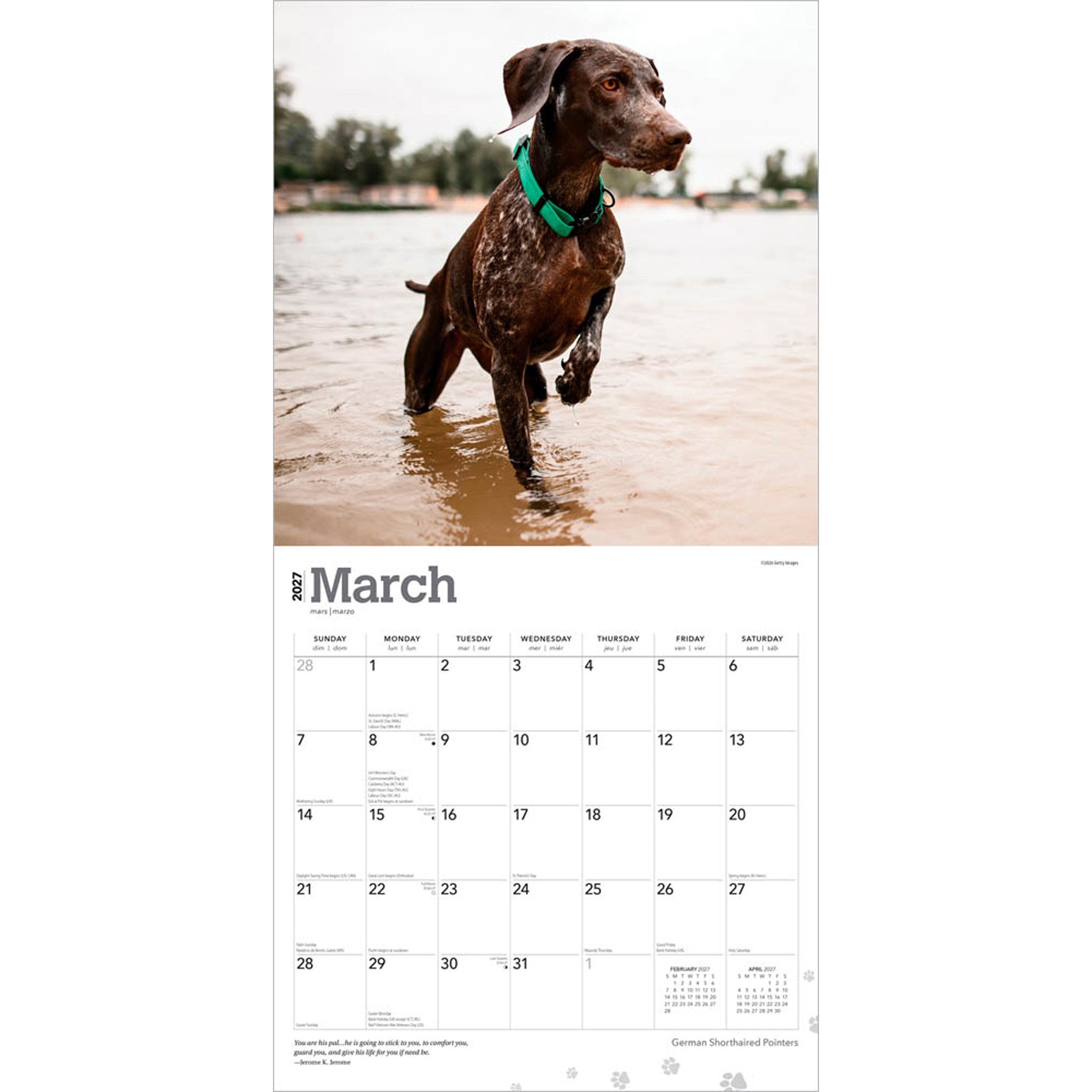 German Shorthaired Pointers 2027 Wall Calendar