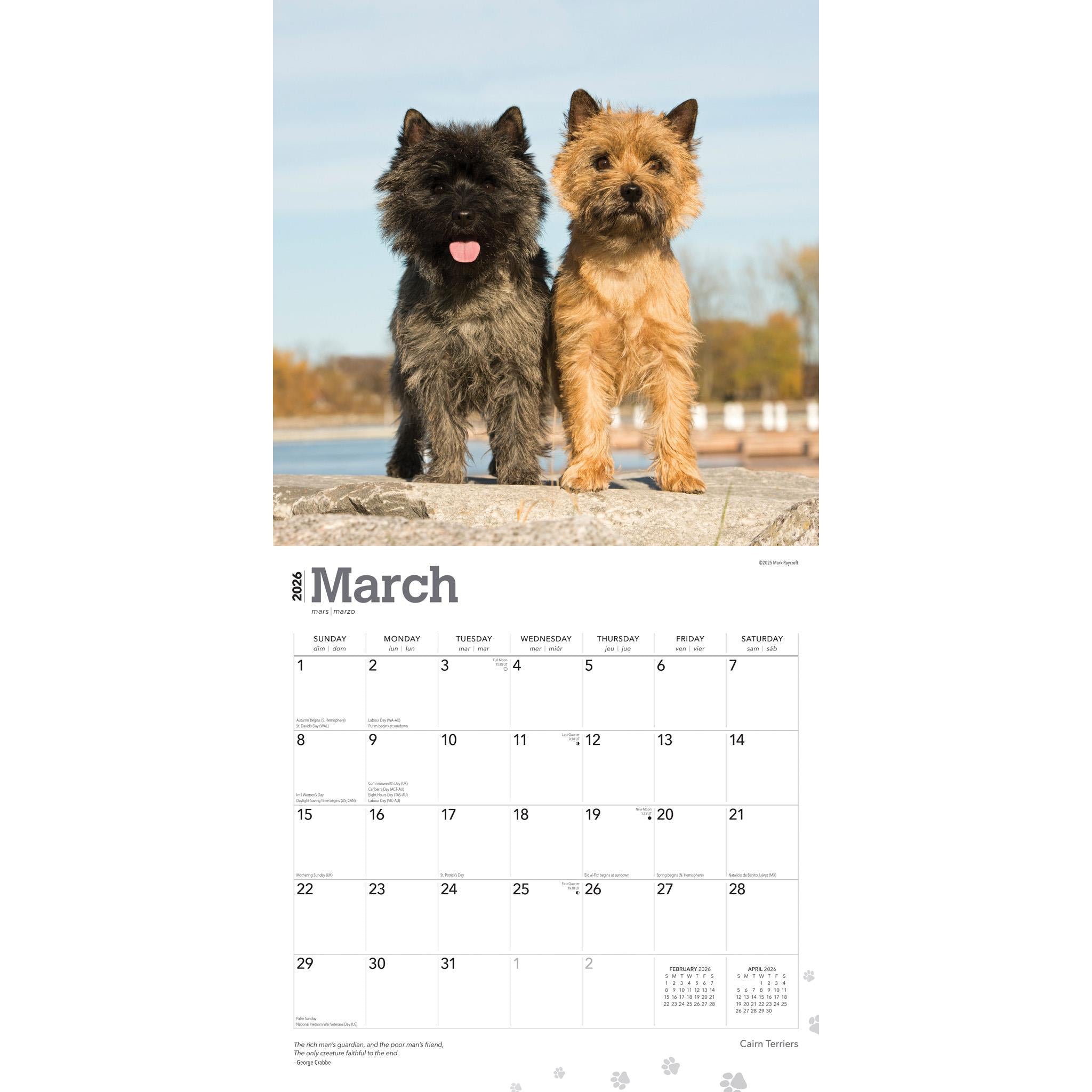 Cairn Terriers 2026 Wall Calendar