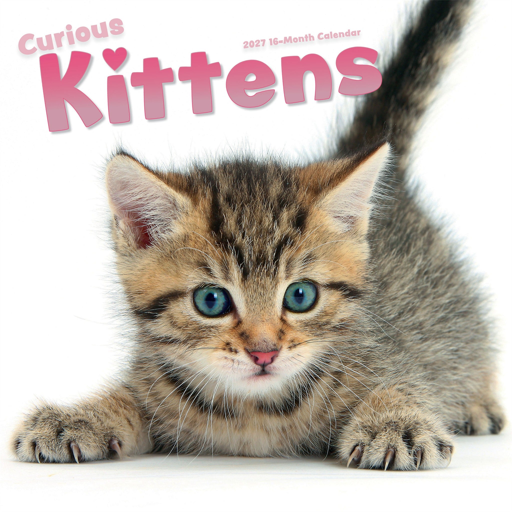 Calendrier mural 2027 Chaton curieux