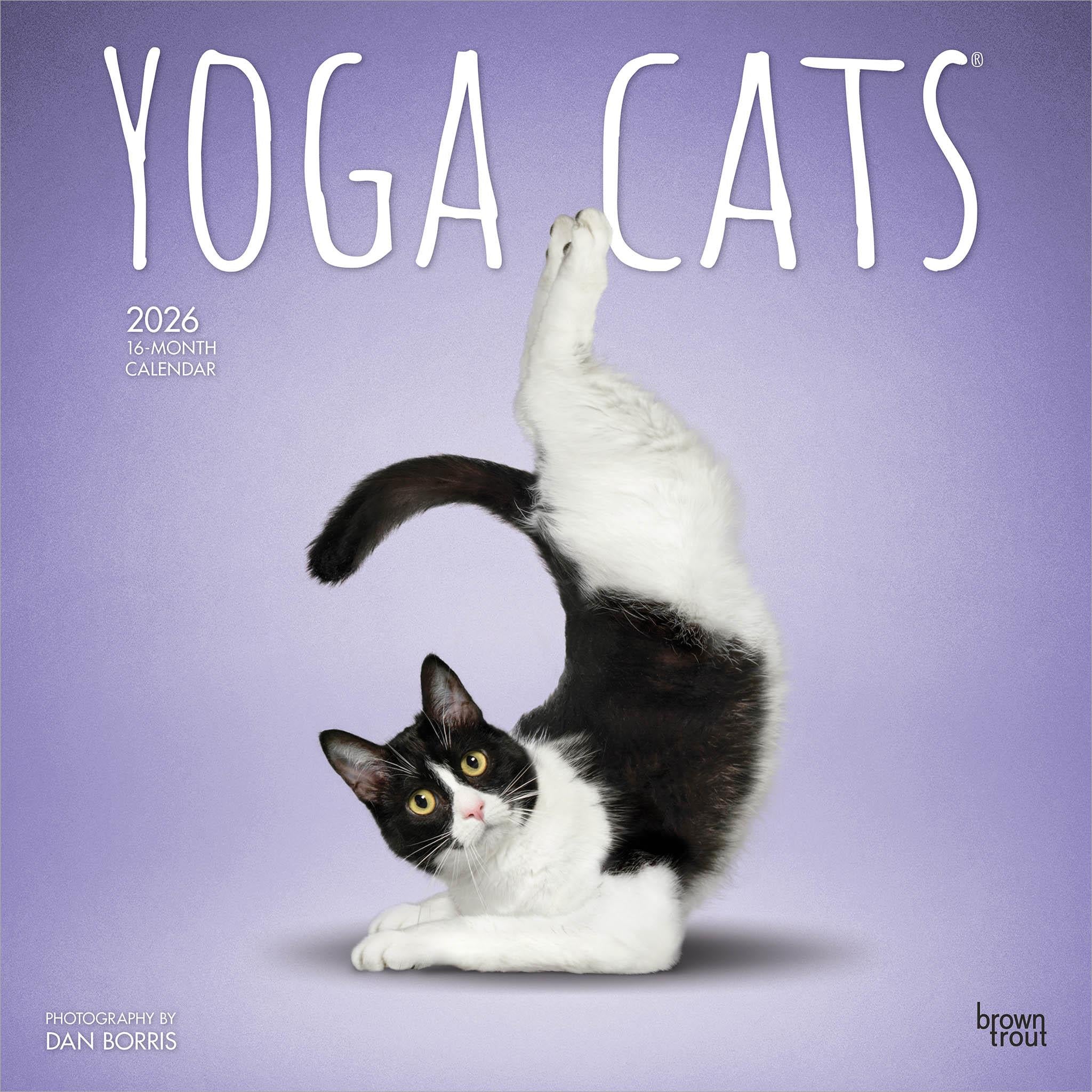 Calendrier mural Yoga Cats 2026