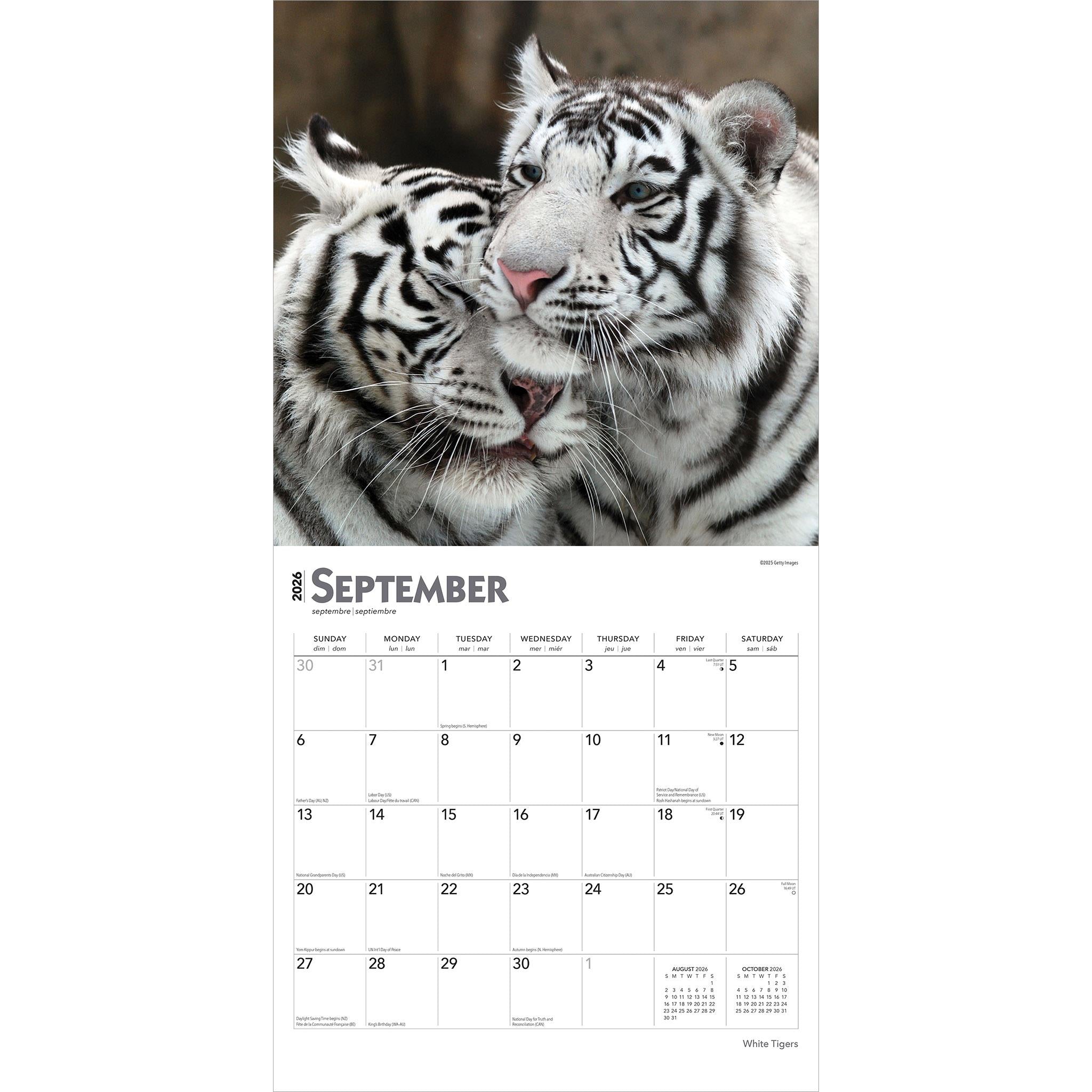 White Tigers 2026 Wall Calendar