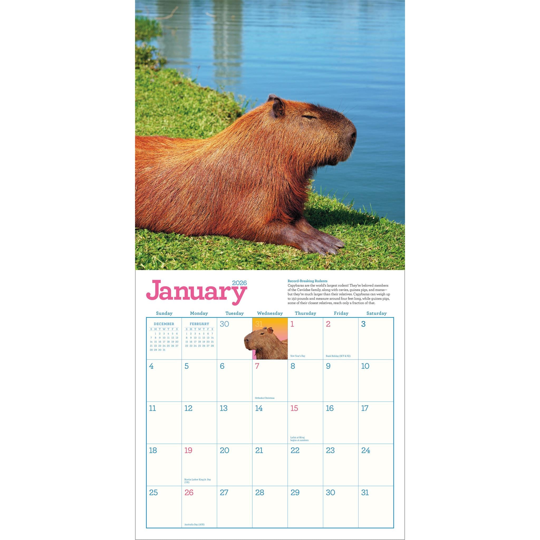 Capybara 2026 Wall Calendar