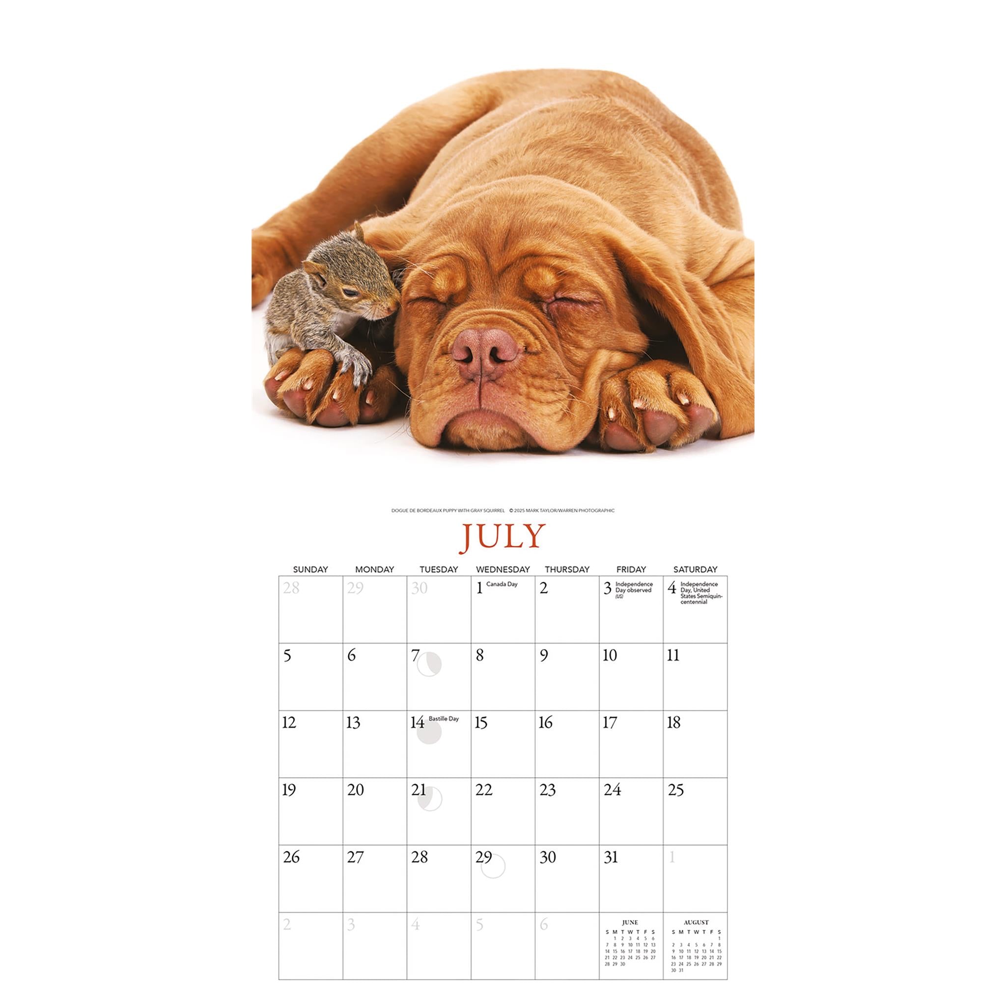 Calendrier miniature Chiots et Amis 2026