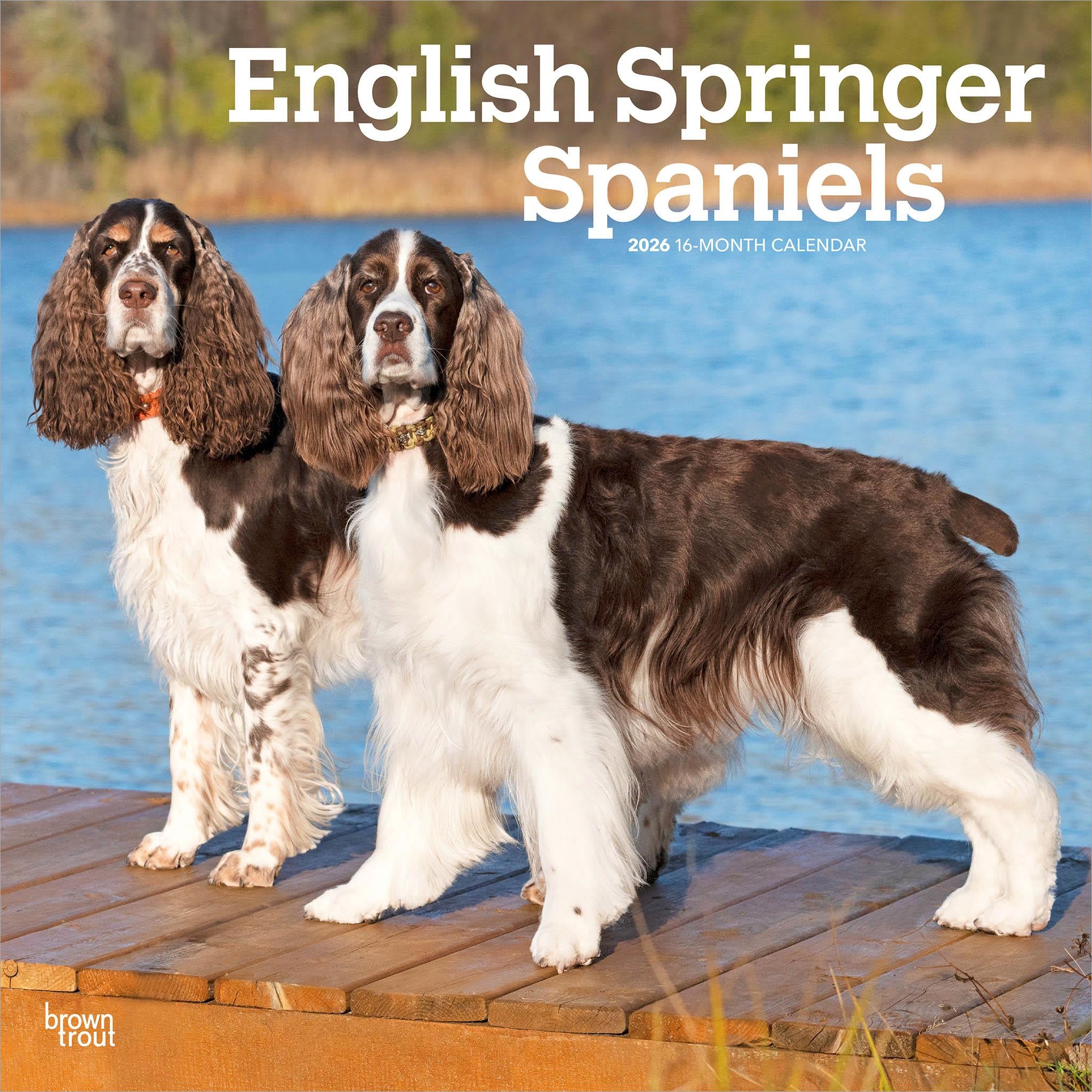 Calendrier mural anglais Springer Spaniels 2026