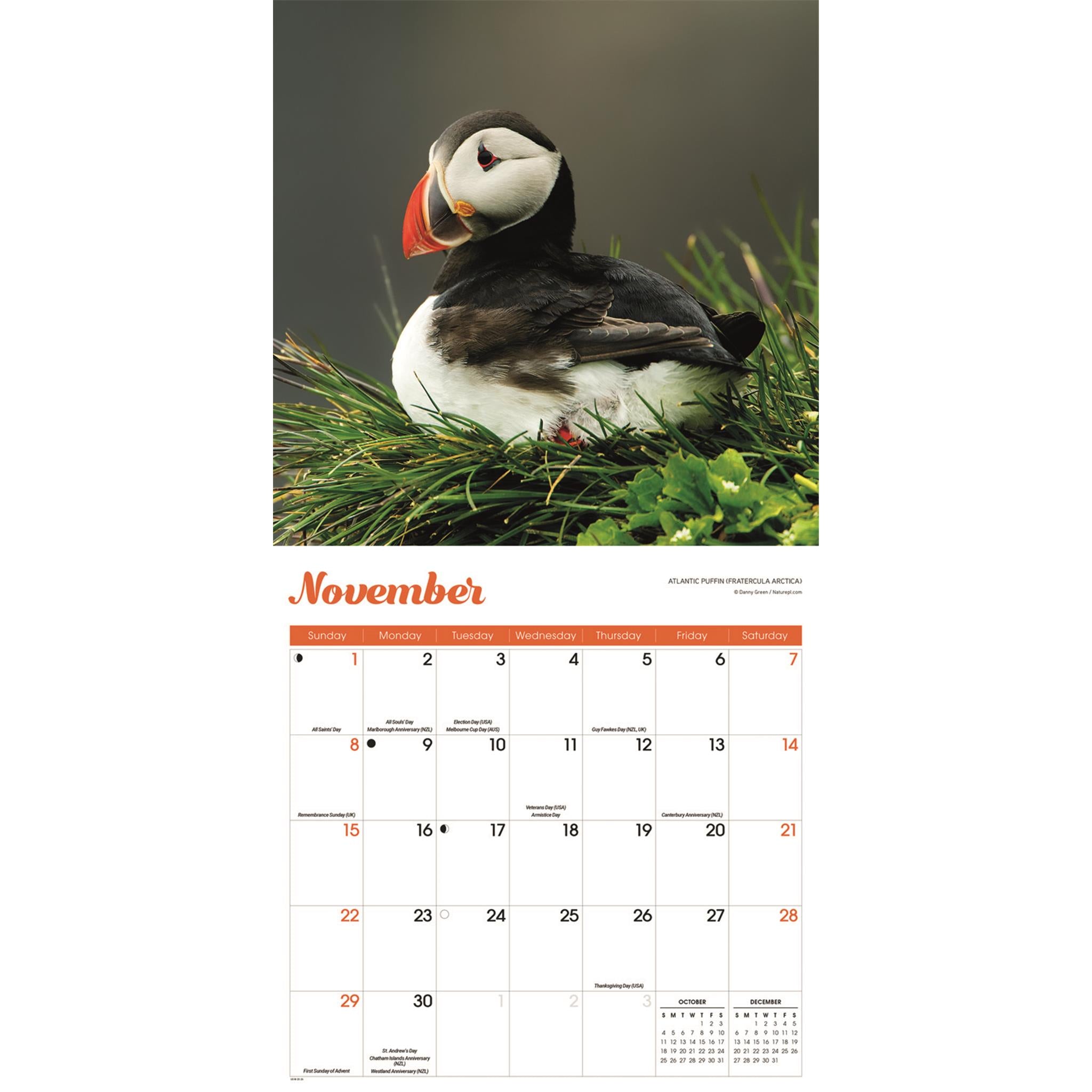 Calendrier mural Puffins 2026