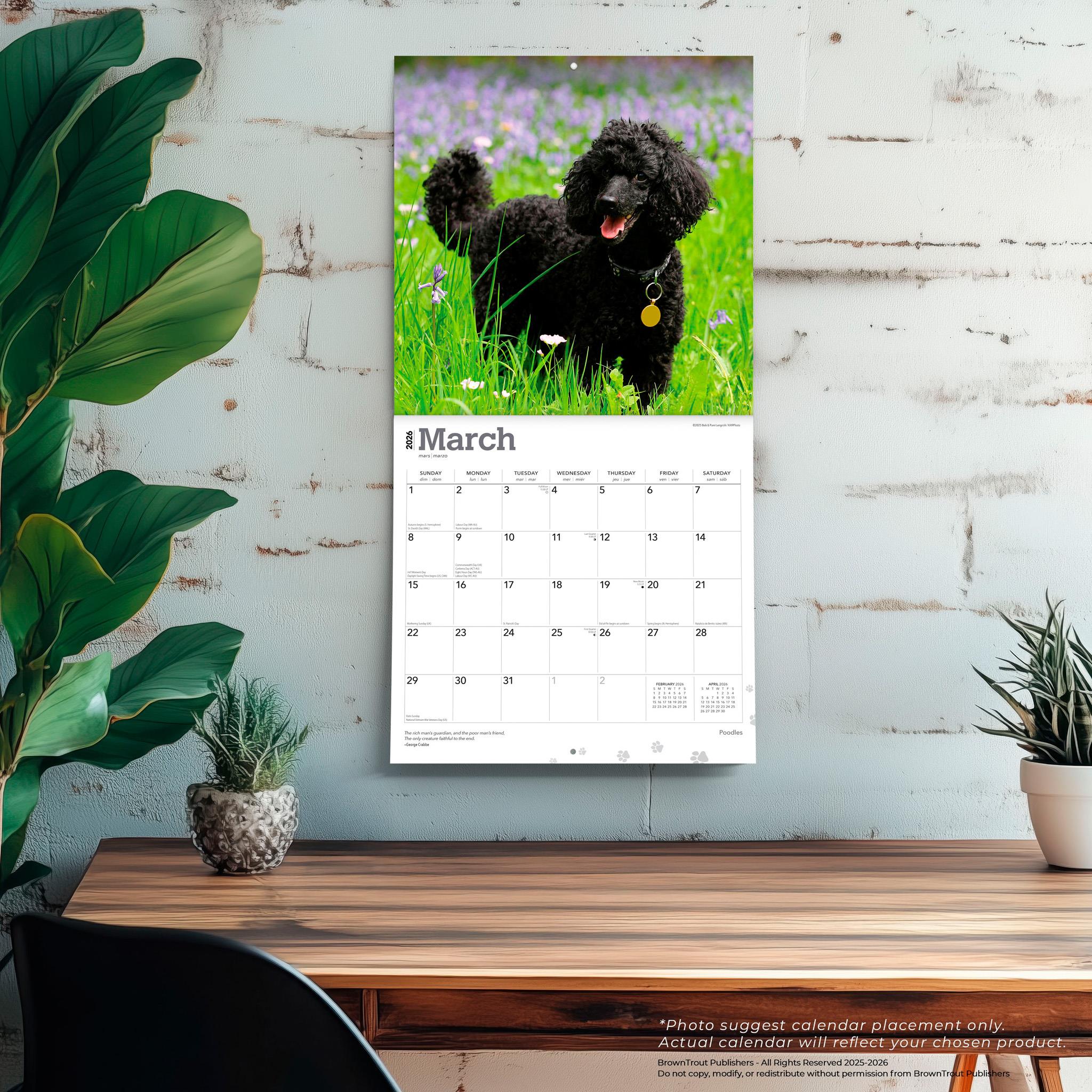 Poodles 2026 Wall Calendar
