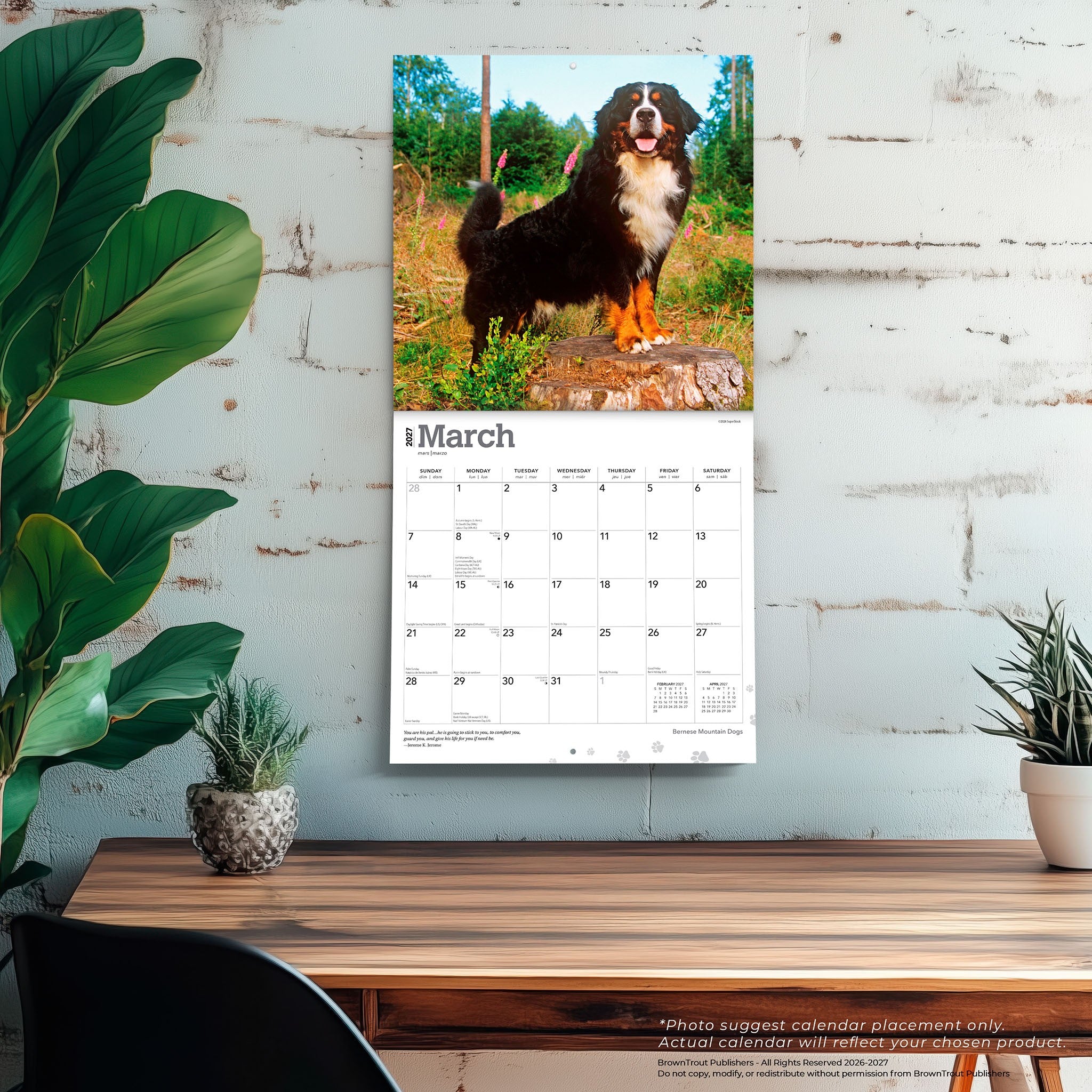 Bernese Mountain Dogs 2027 Wall Calendar
