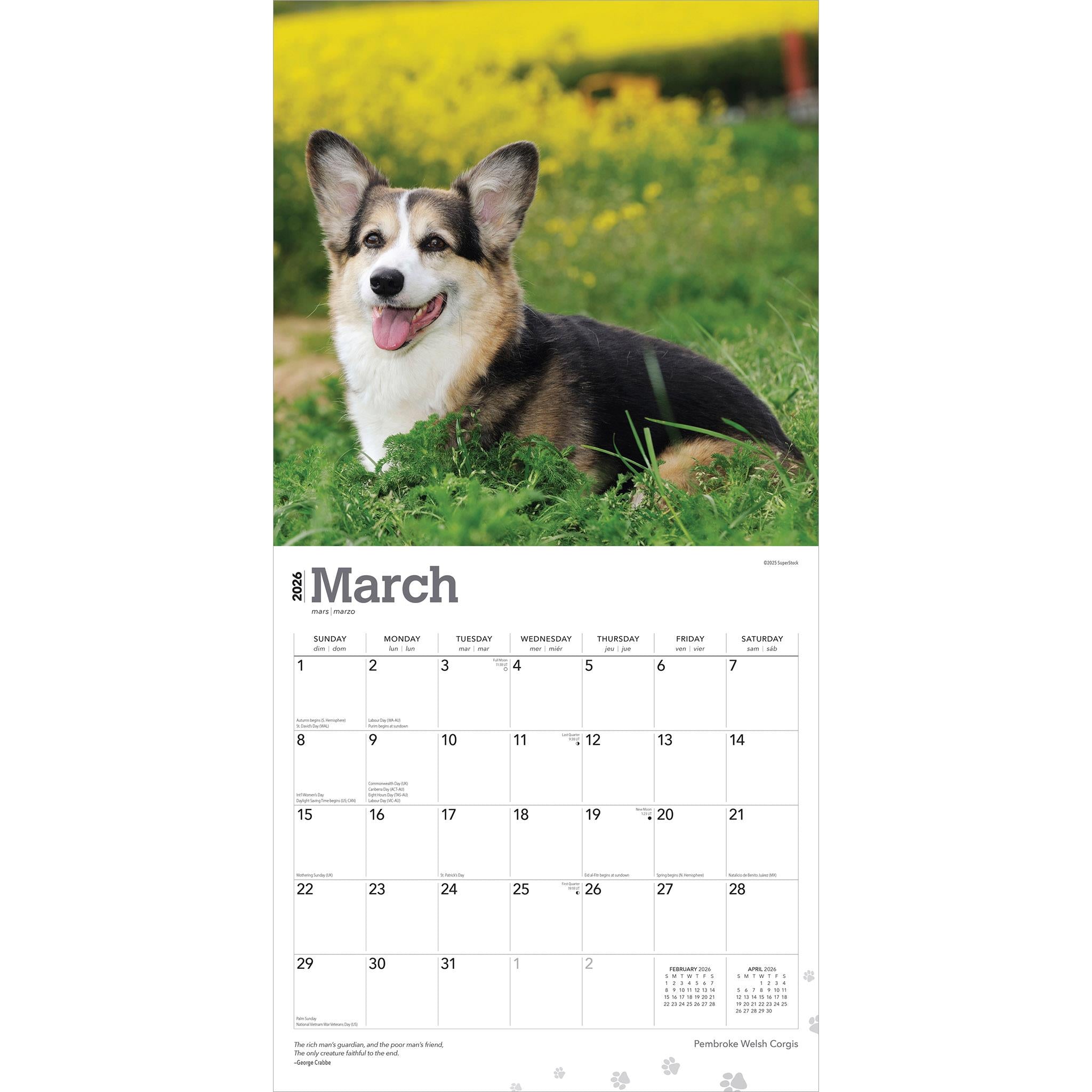 Calendrier mural 2026 Welsh Corgis Pembroke - Disponible uniquement en ligne