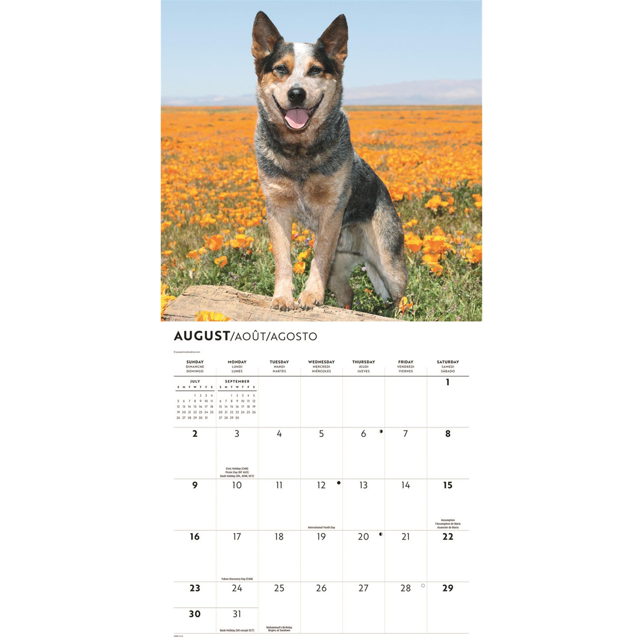 Calendrier mural 2026 des Bouviers australiens