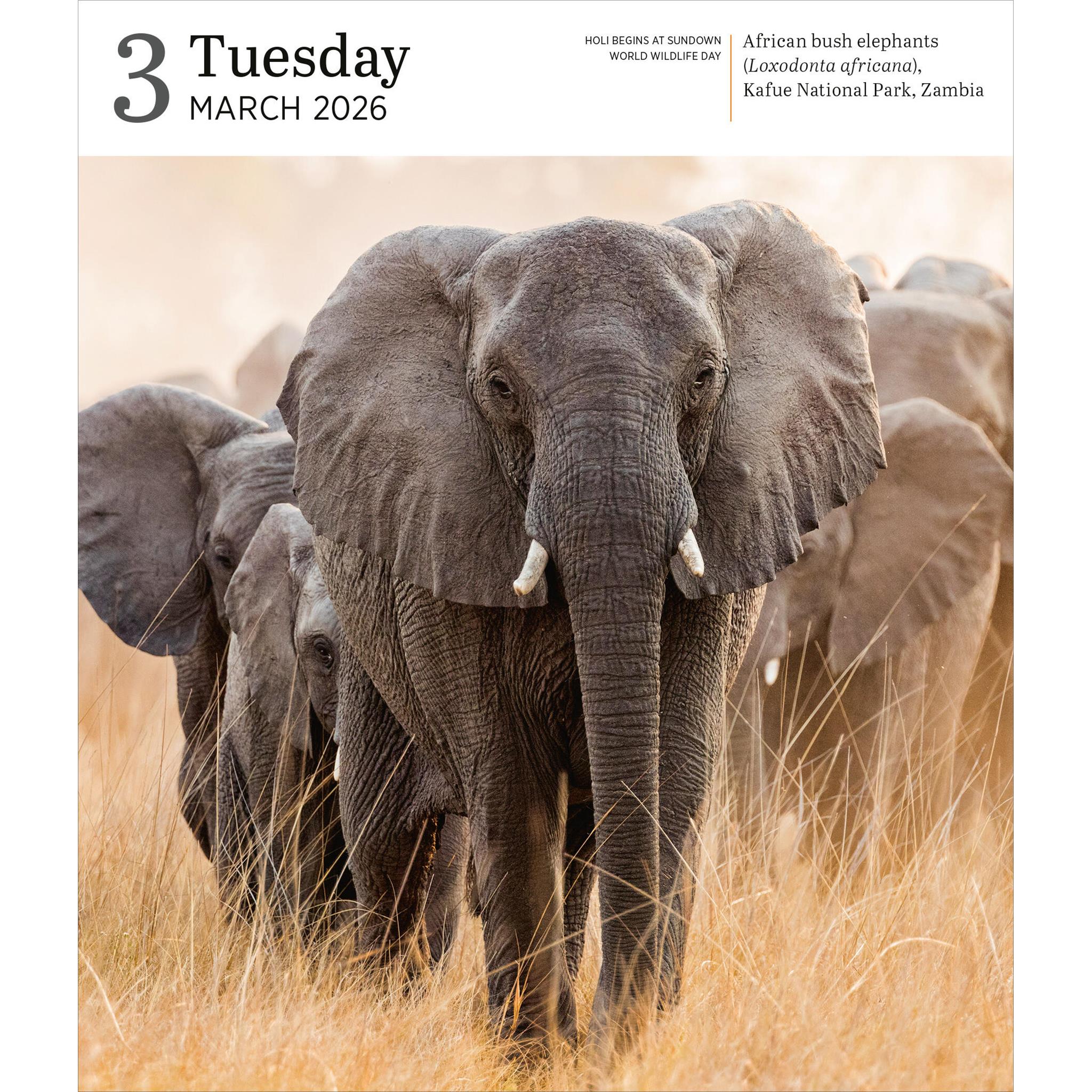 Calendrier en boîte 2026 de la galerie de la nature Audubon