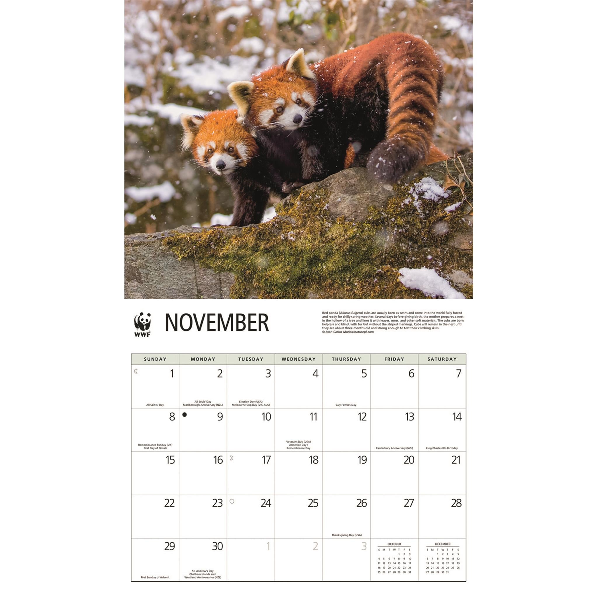 Calendrier mural 2026 du Fonds mondial pour la nature (WWF) sur les pandas roux