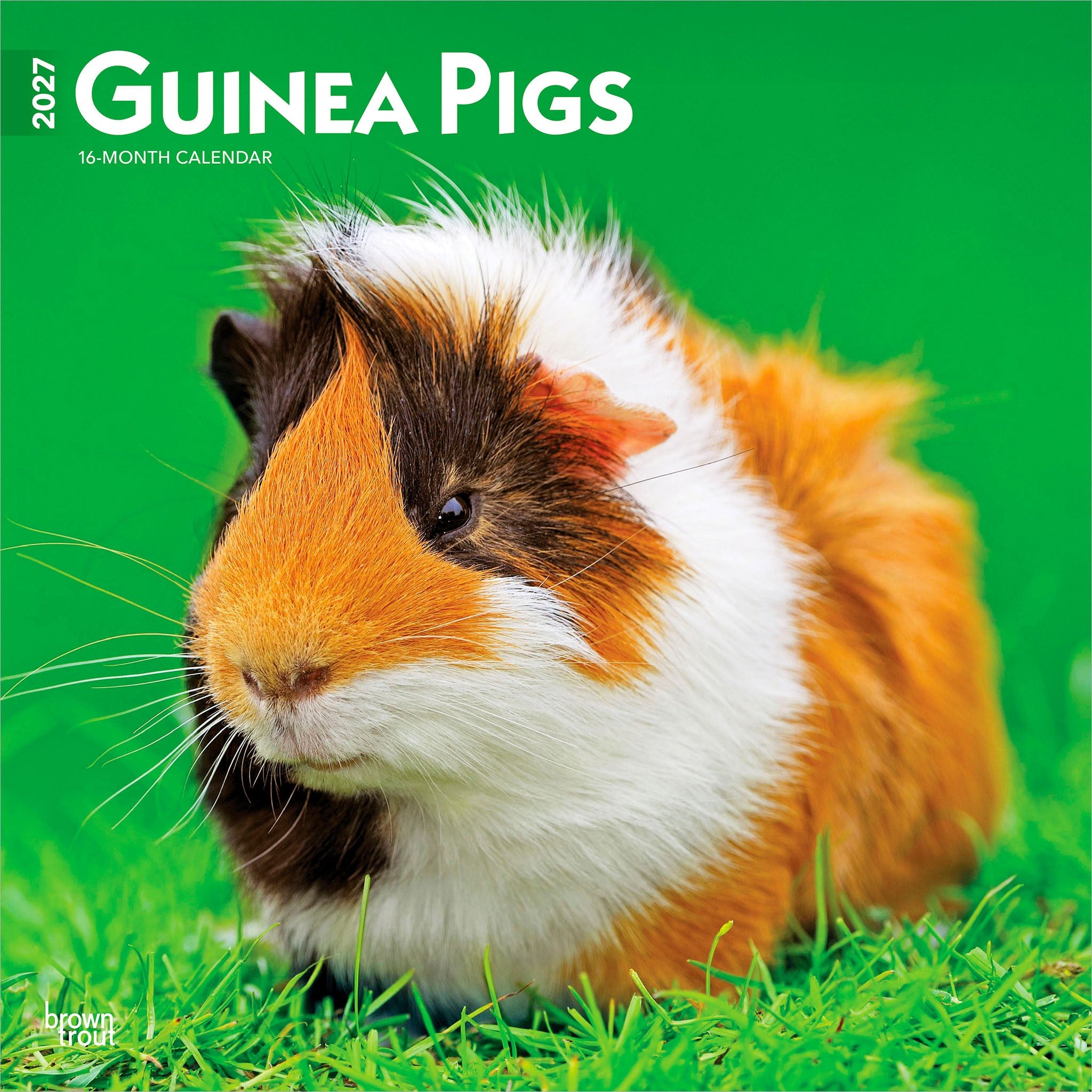 Guinea Pigs 2027 Wall Calendar