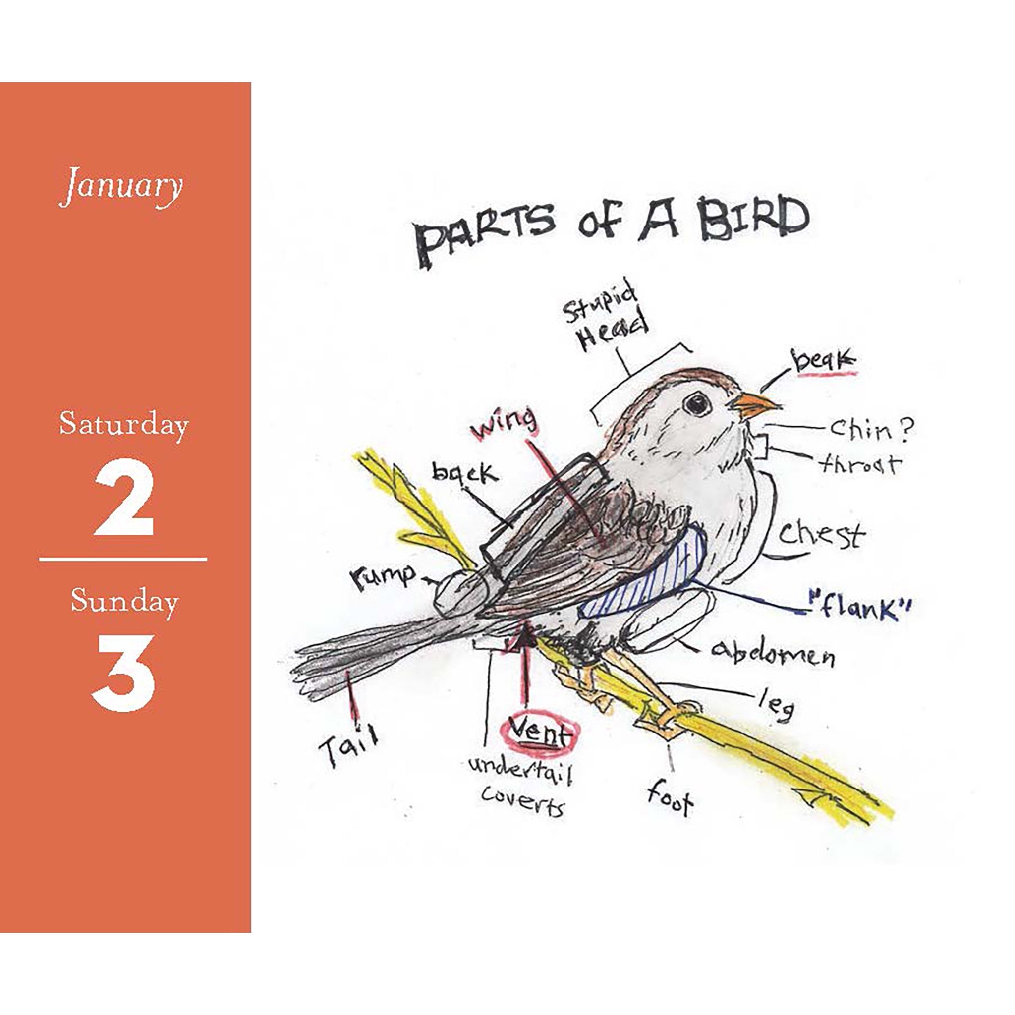 Field Guide to Dumb Birds 2027 Box Calendar