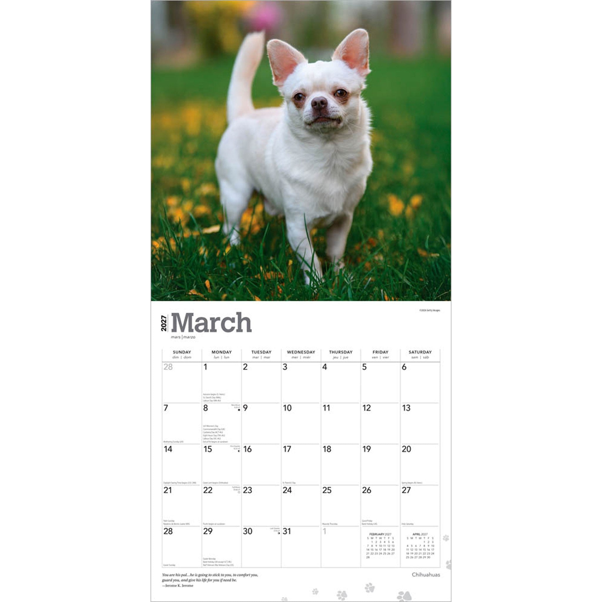 Chihuahuas 2027 Wall Calendar