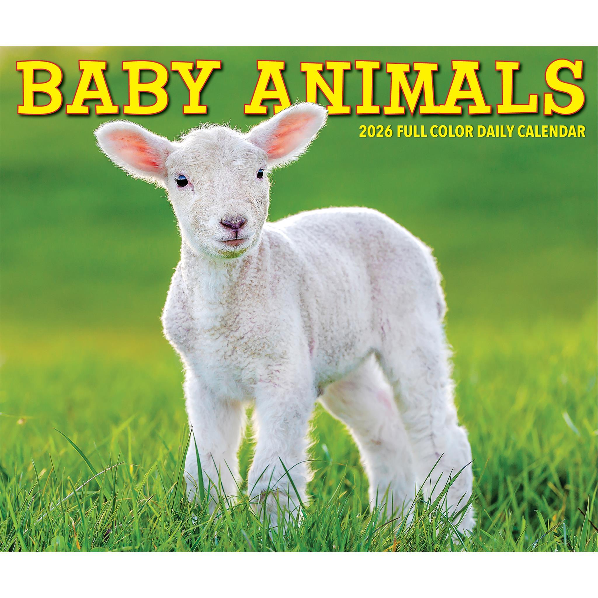 Baby Animals 2026 Box Calendar - Online Only