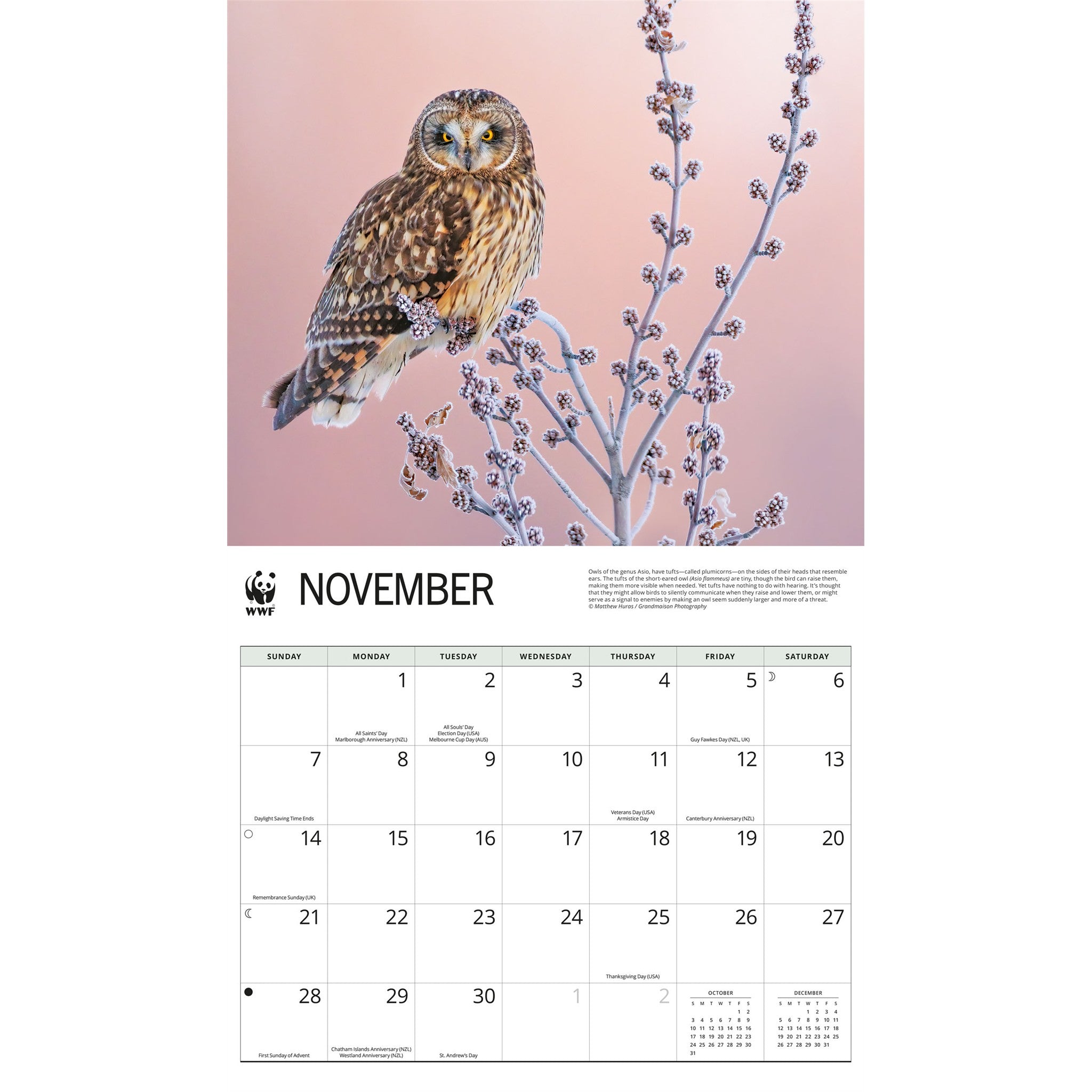 Calendrier mural 2027 Les hiboux du WWF