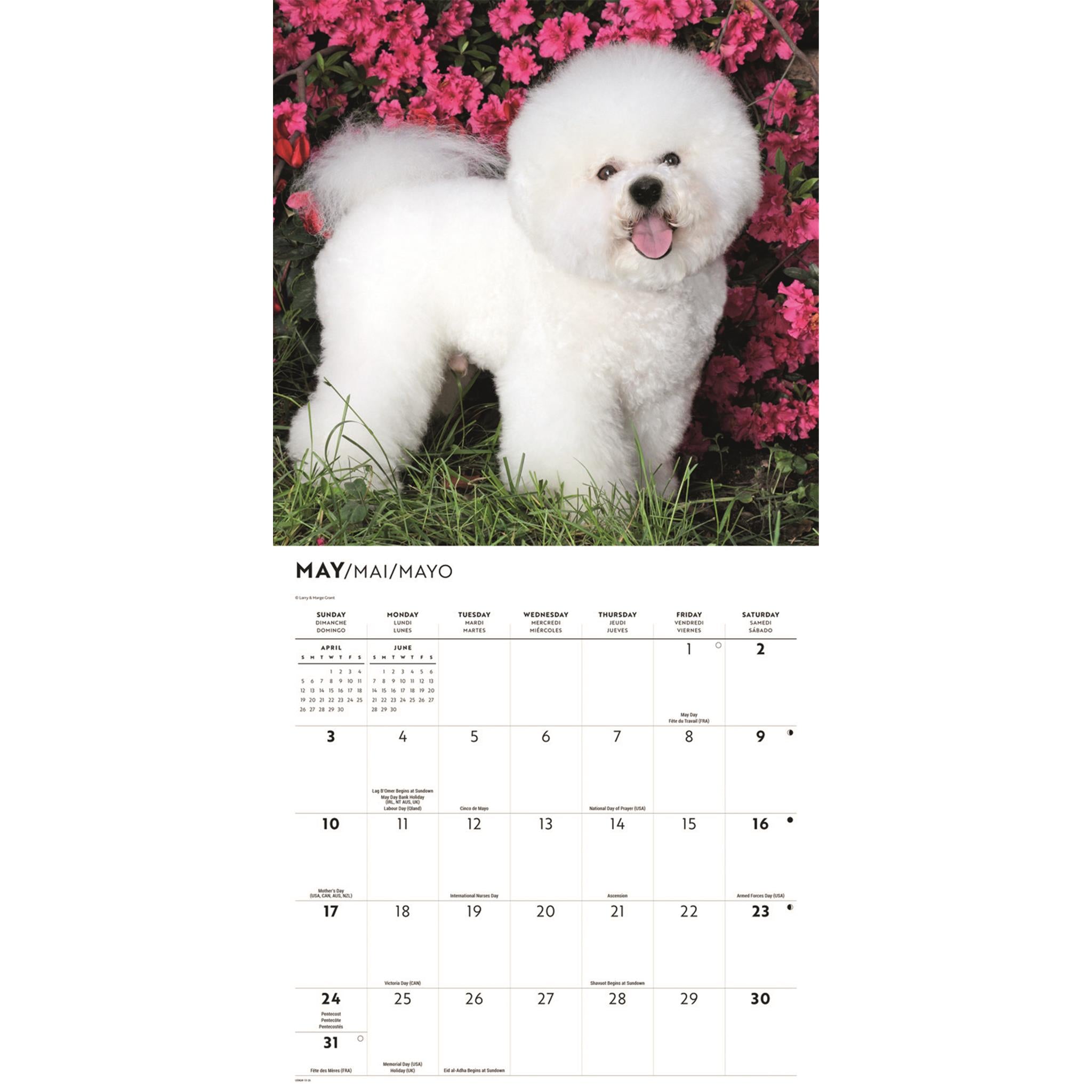Calendrier mural Bichon Frisé 2026