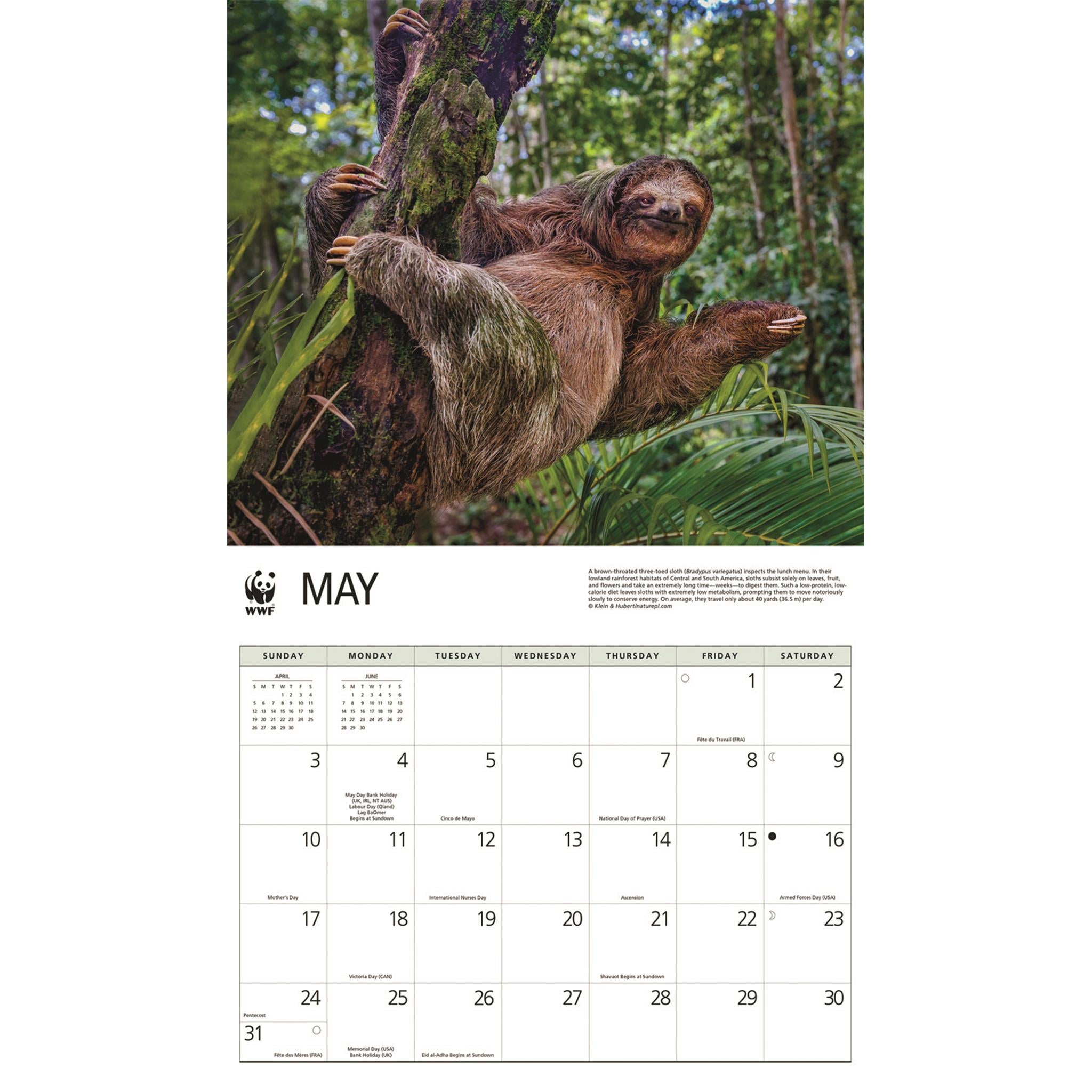 World Wildlife Fund Sloths 2026 Wall Calendar