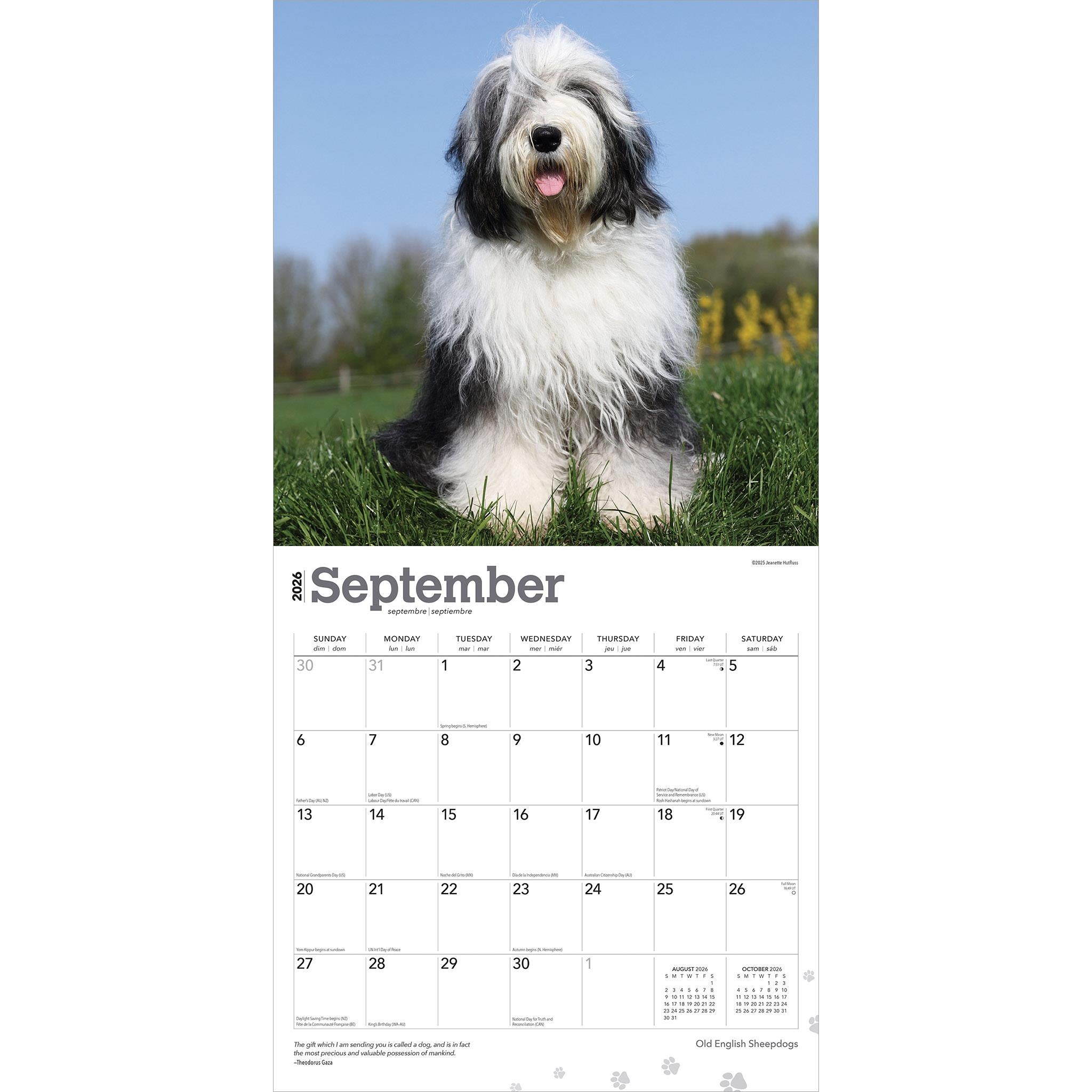 Old English Sheepdogs 2026 Wall Calendar