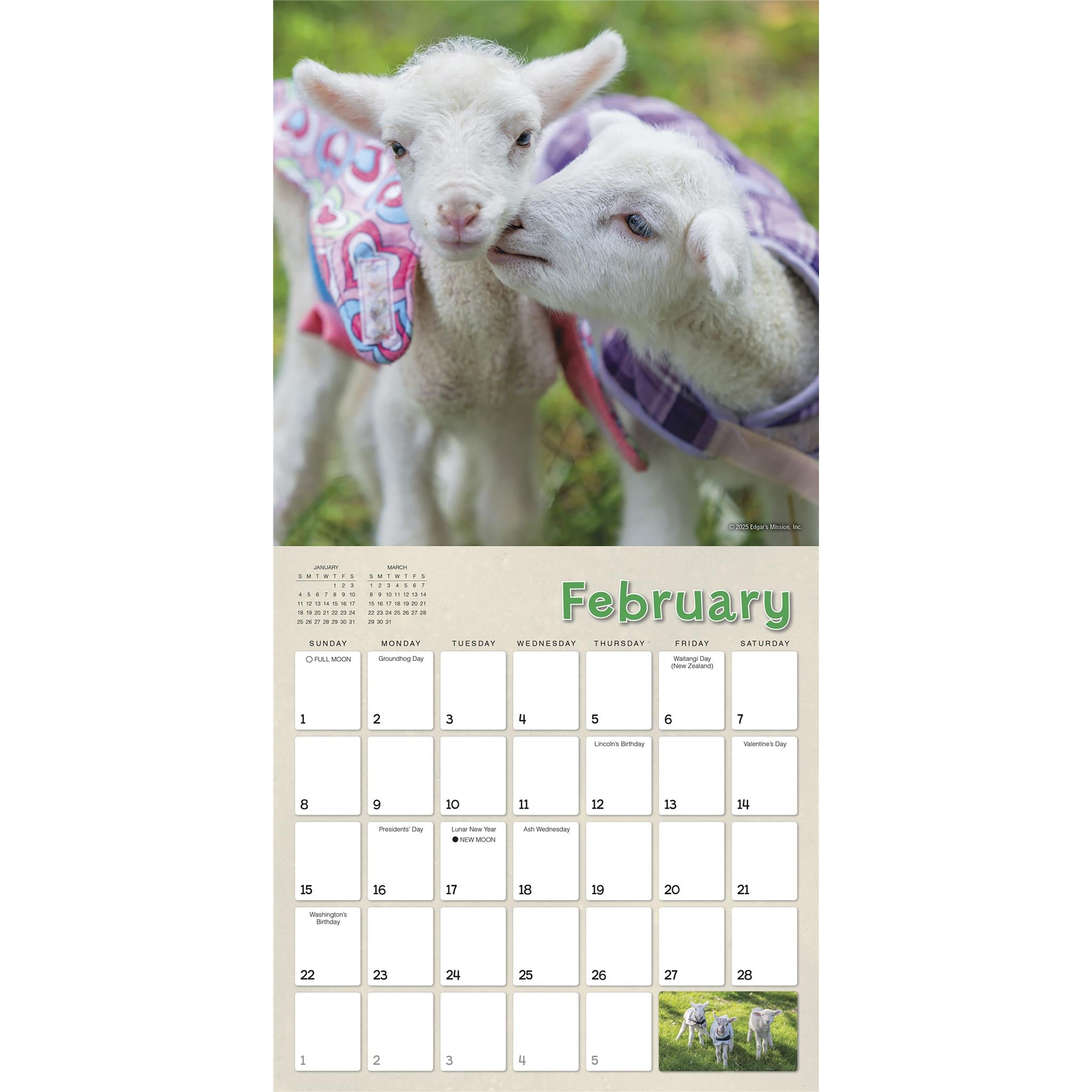 Lambies In Jammies And Goats In Coats 2026 Wall Calendar