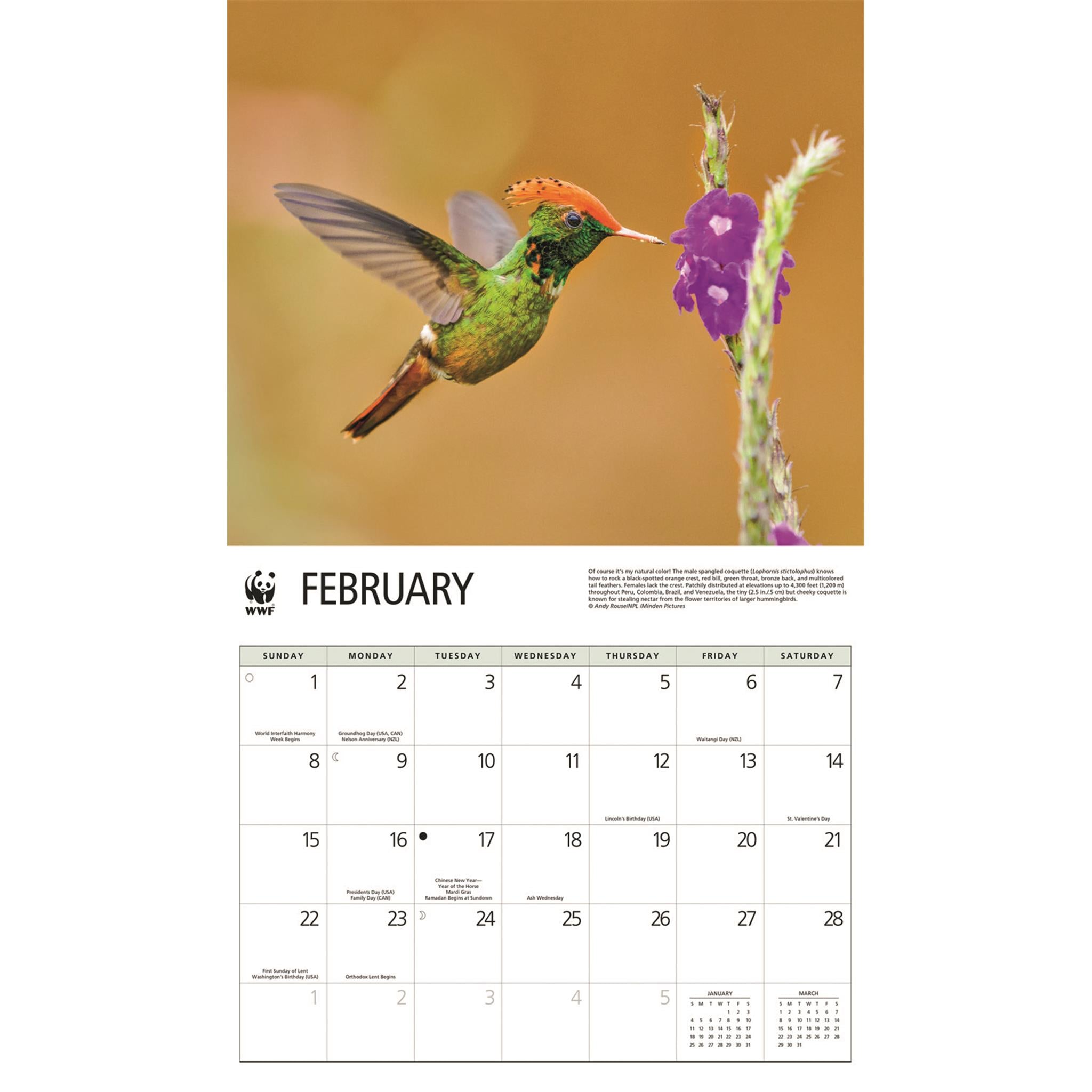 Calendrier mural 2026 du Fonds mondial pour la nature (WWF) sur les colibris