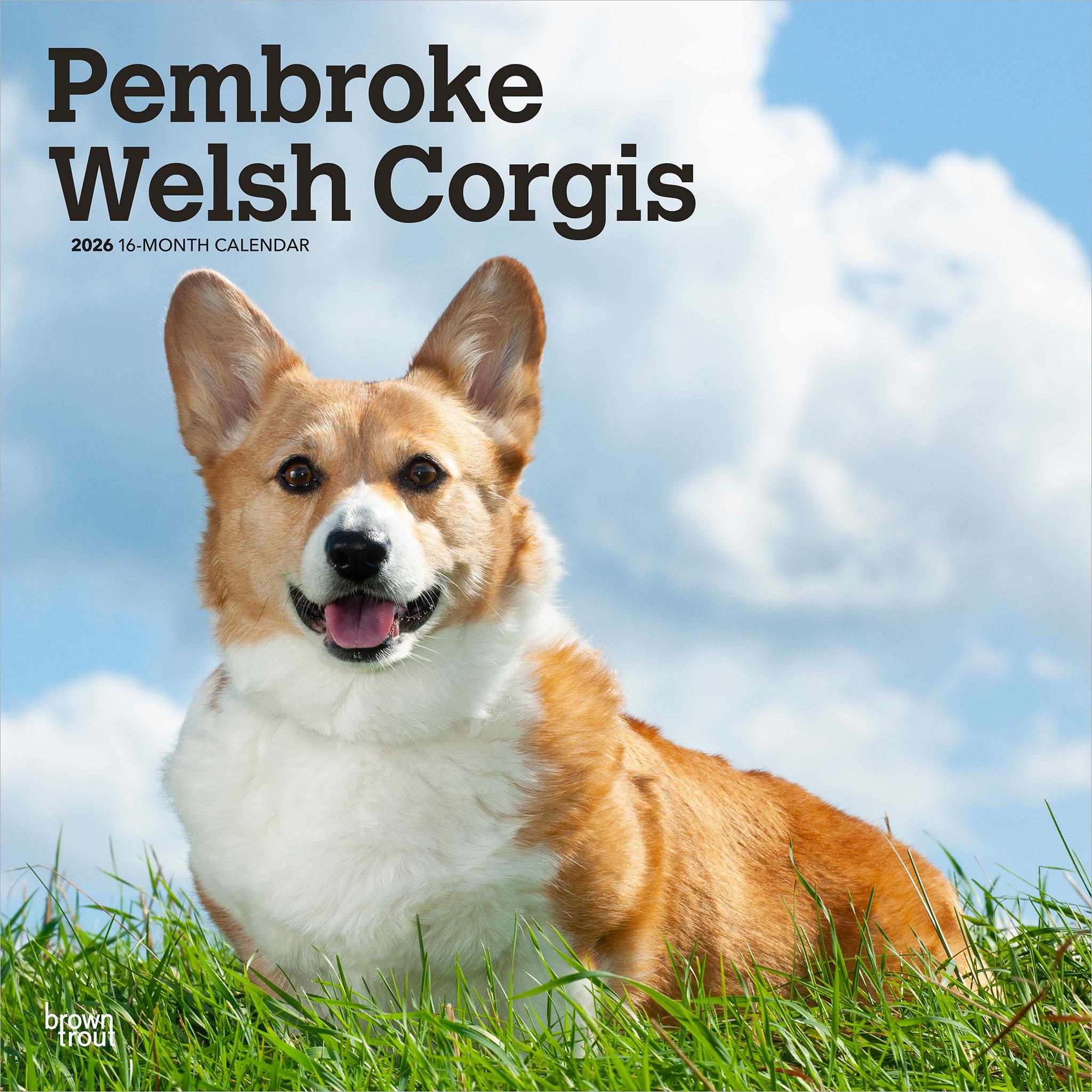 Calendrier mural 2026 Welsh Corgis Pembroke - Disponible uniquement en ligne