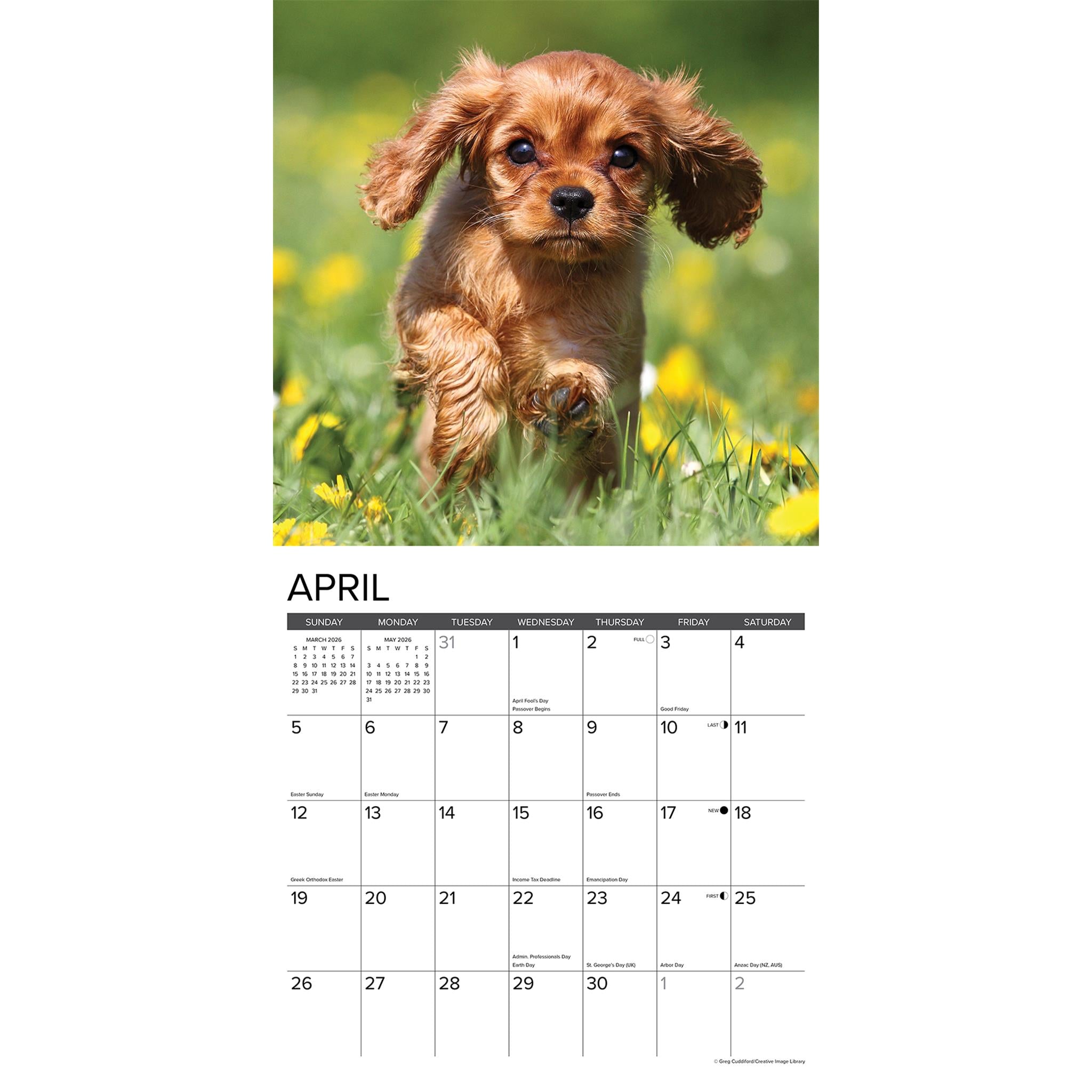 Calendrier mural 2026 « Chiots Cavalier King Charles Spaniel » - Disponible uniquement en ligne